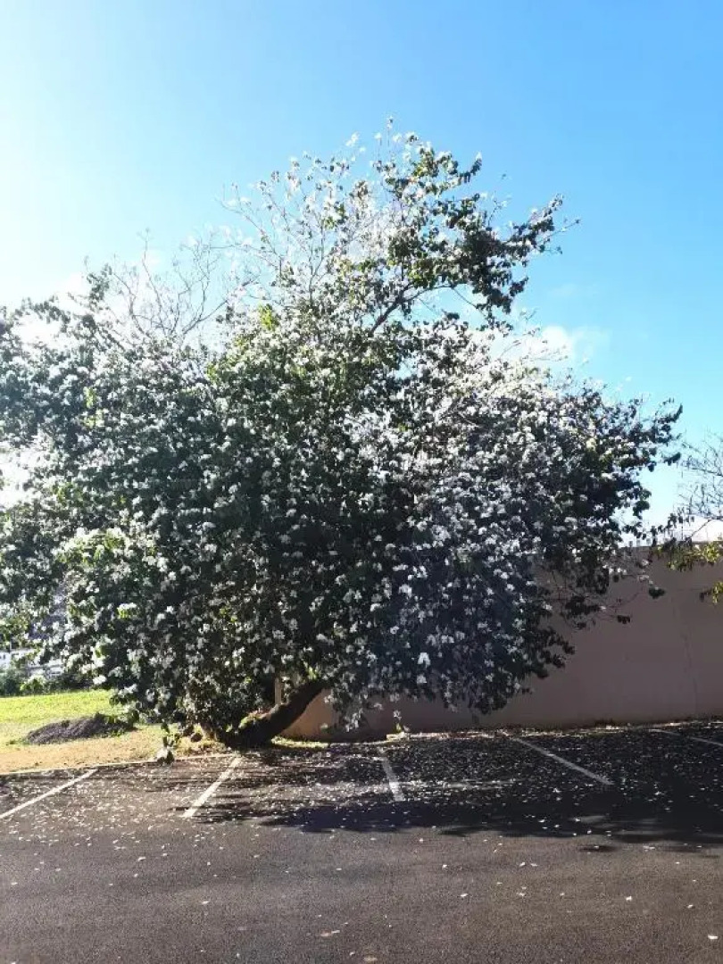 Cosy Apartment in Ebene