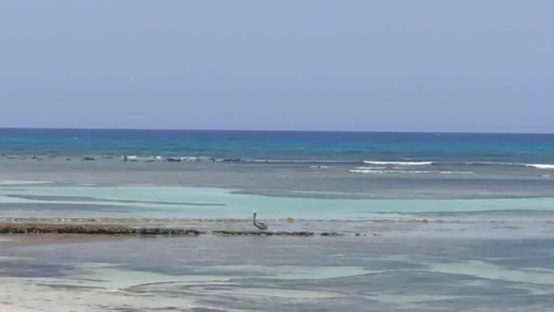 Nid tropical pour deux