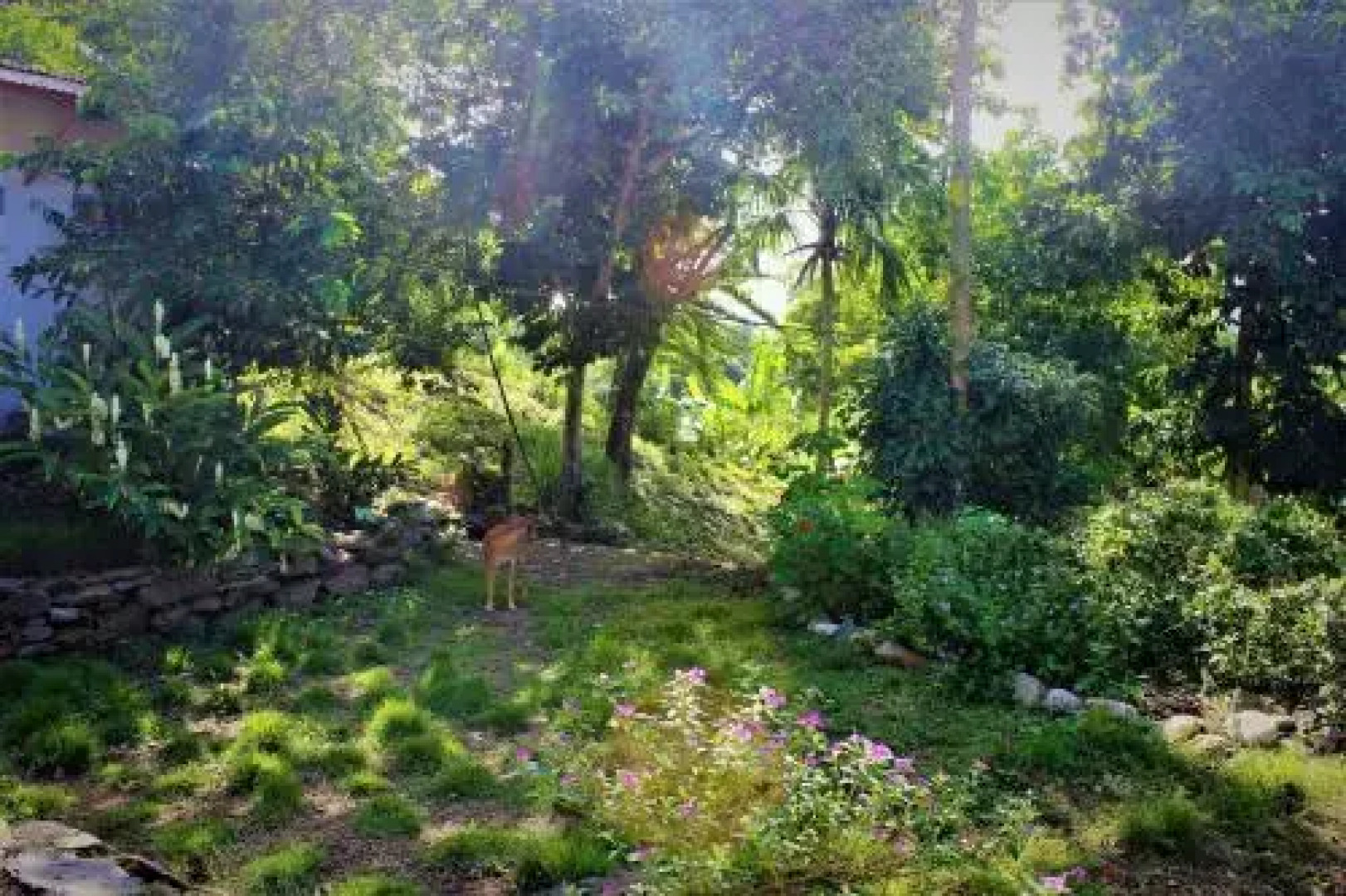 Jaguar Azul Palomino