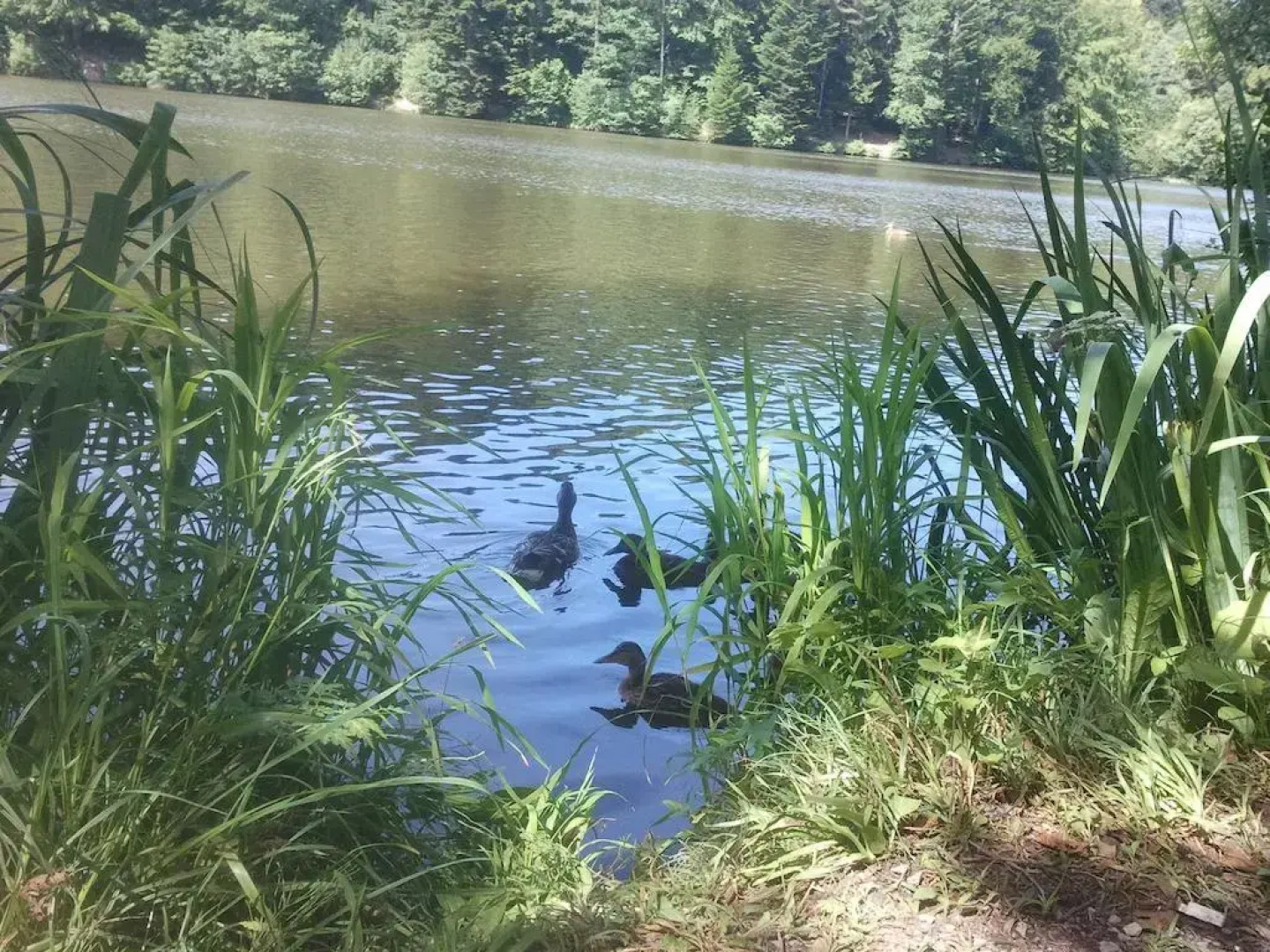 Schwaben Hotel Ebnisee	