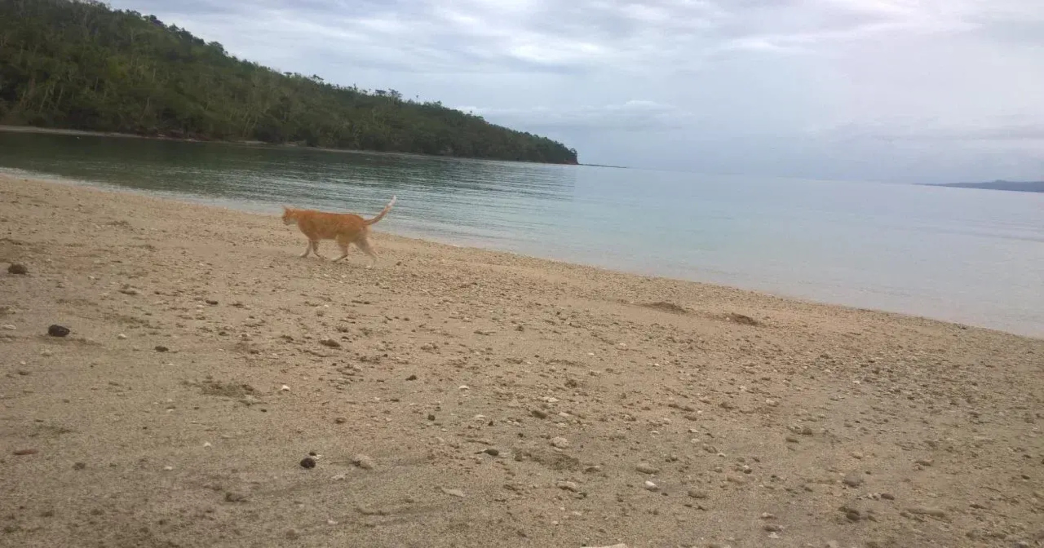 Dolphin Bay Divers Retreat