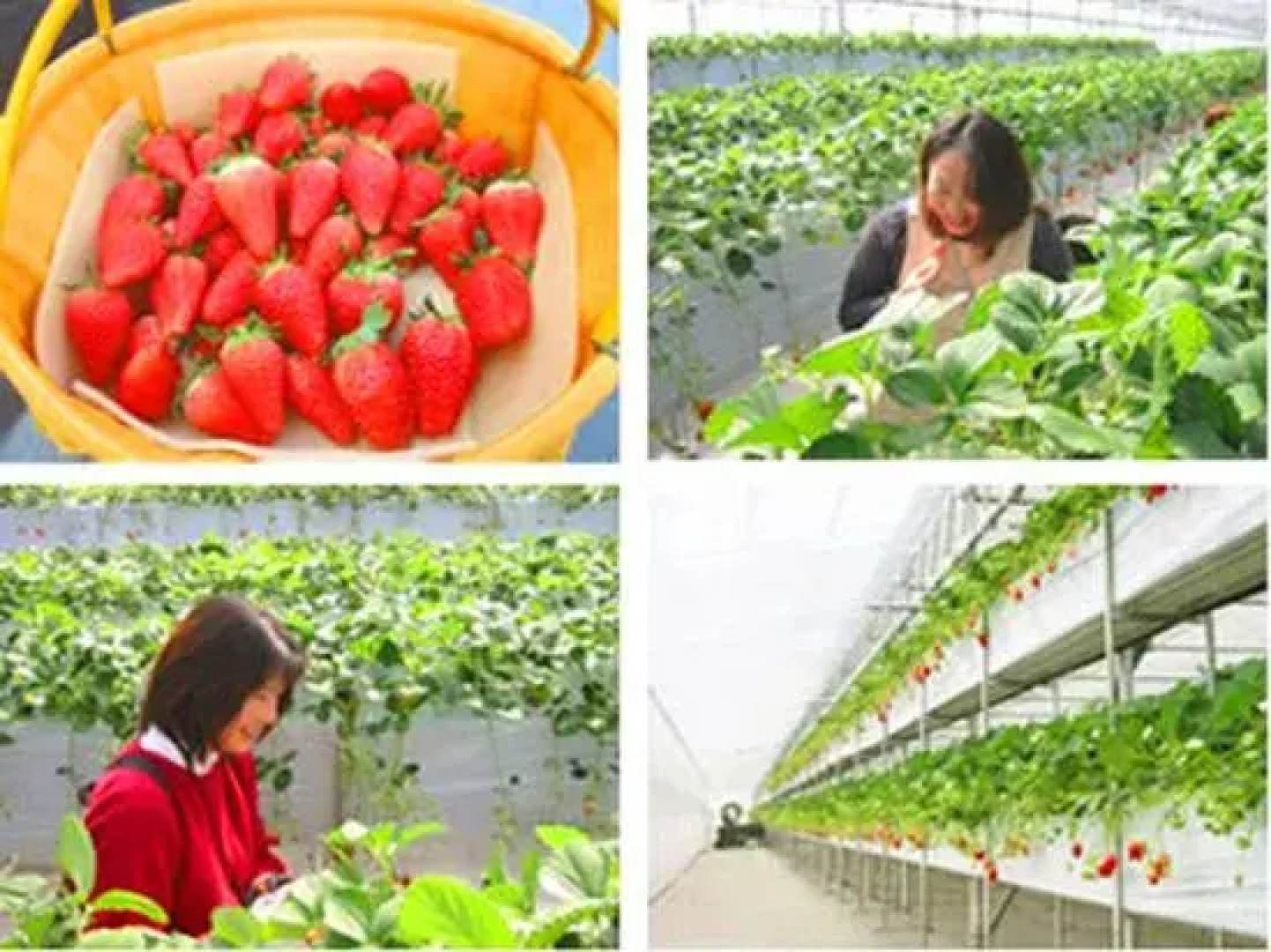 Yatsugatake Grace Hotel