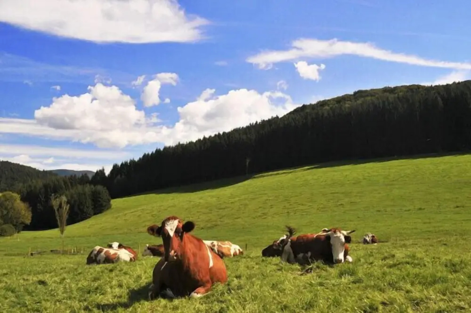 Gasthof Hirschen-Dorfmühle