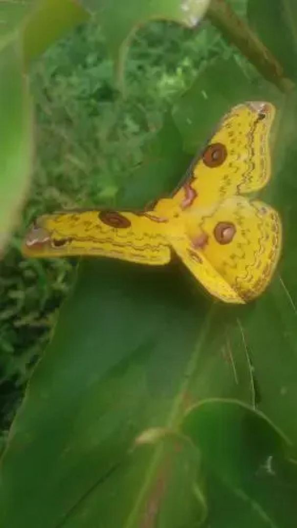 Vrindavan Sangeeth Farms