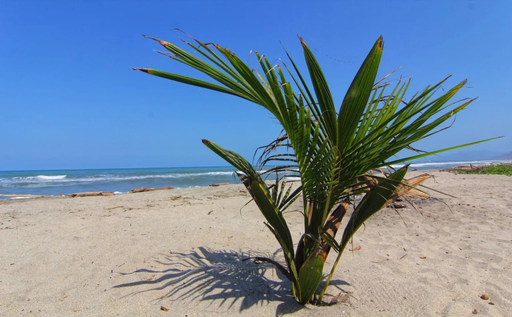 Blue Mango Beach Hotel