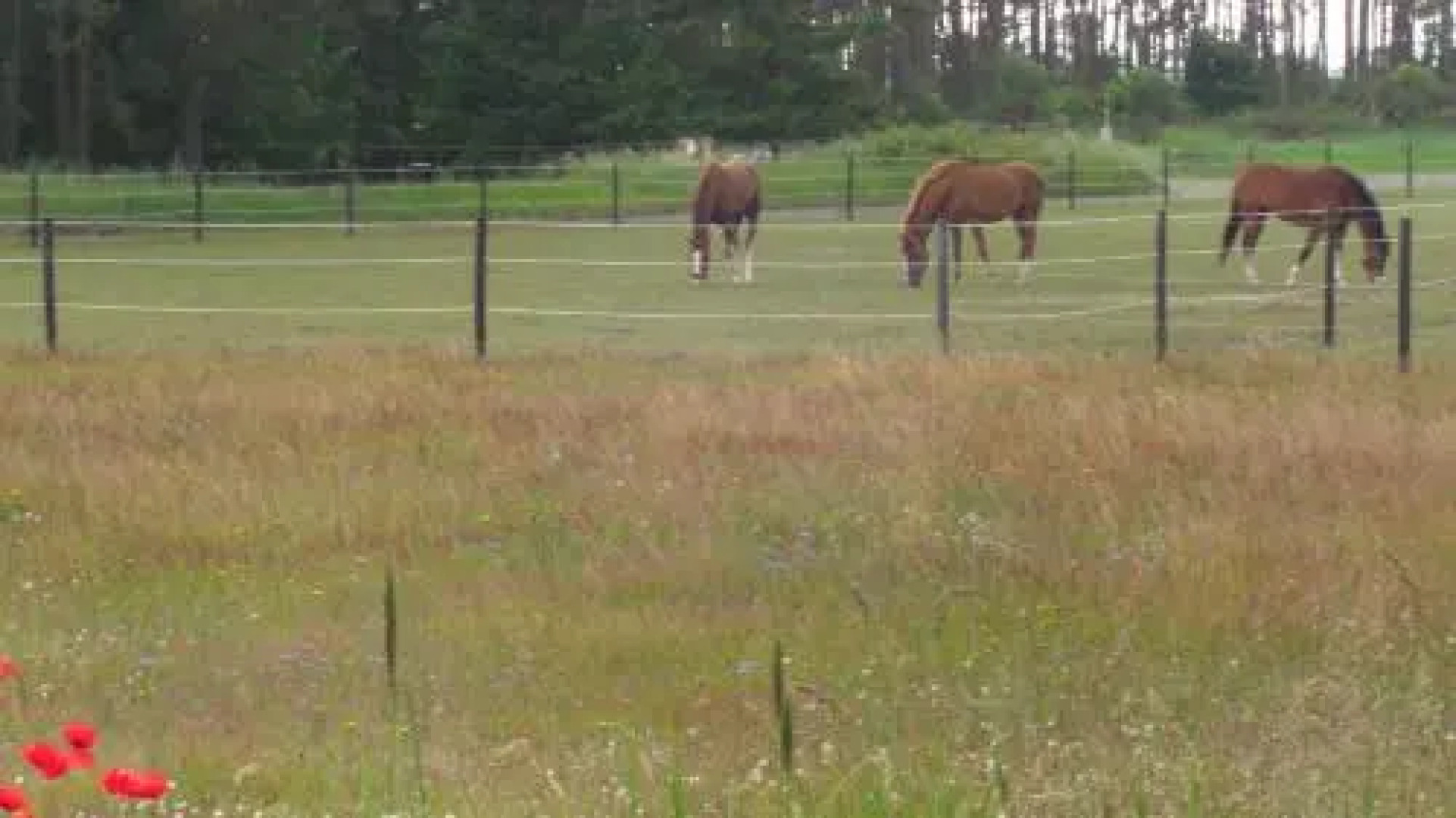 Ängshyddan Gårdshotell & B&B