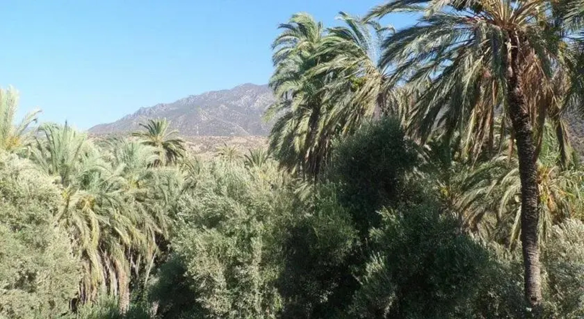 La Palmeraie dInraren