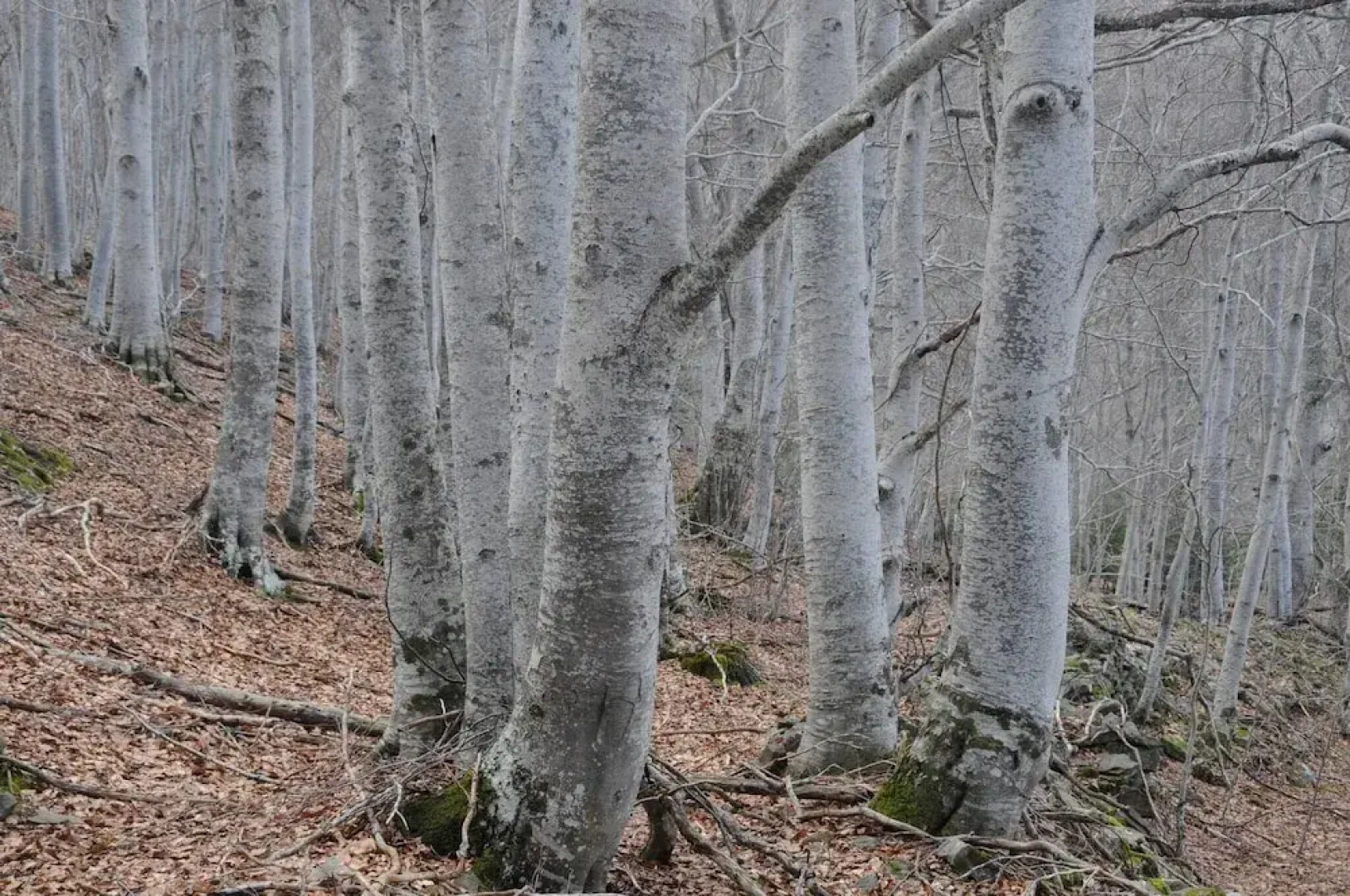 A Dream Place In Las Tierras Altas Sorianas