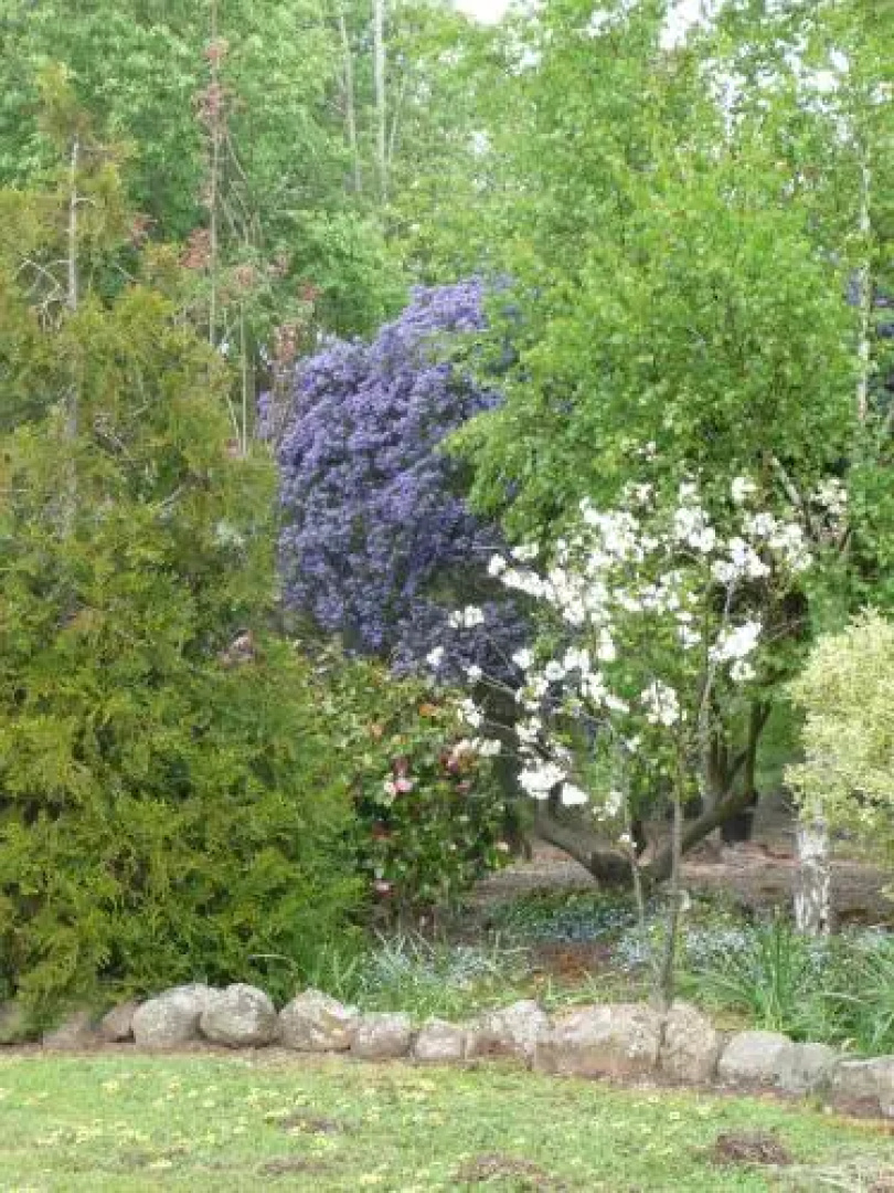 Wisteria Lodge Bed and Breakfast
