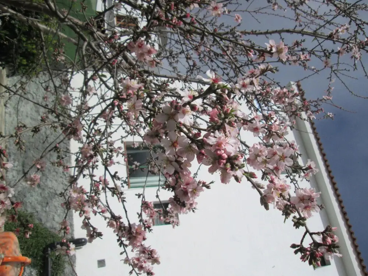 La Palma Hostel - Pensión Central