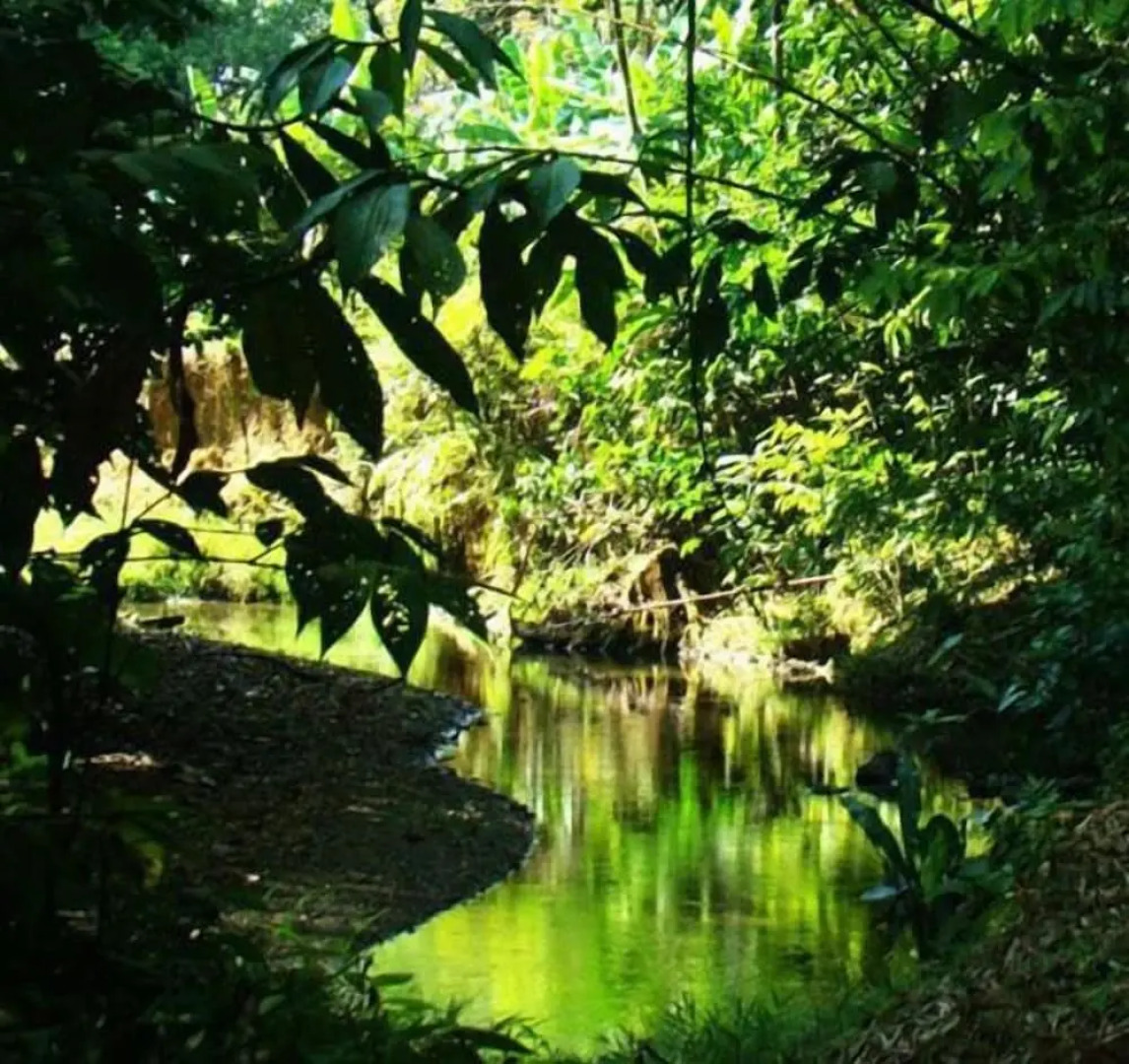 La Gamba Rainforest Lodge