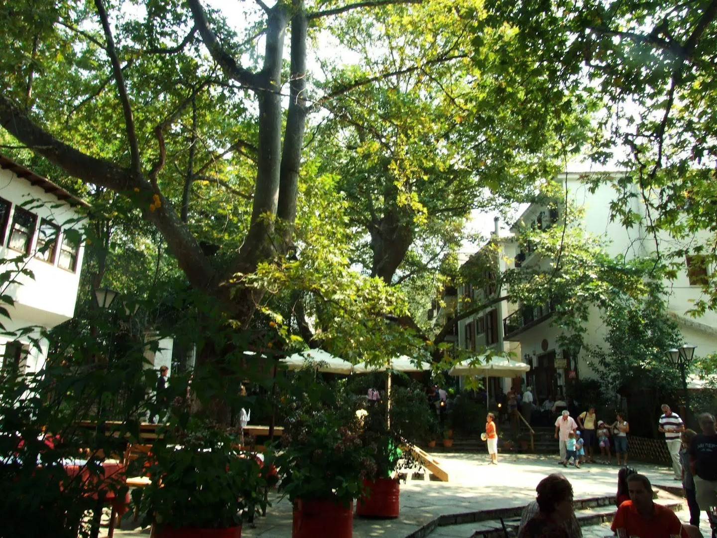 The Lotus Tree Archontiko