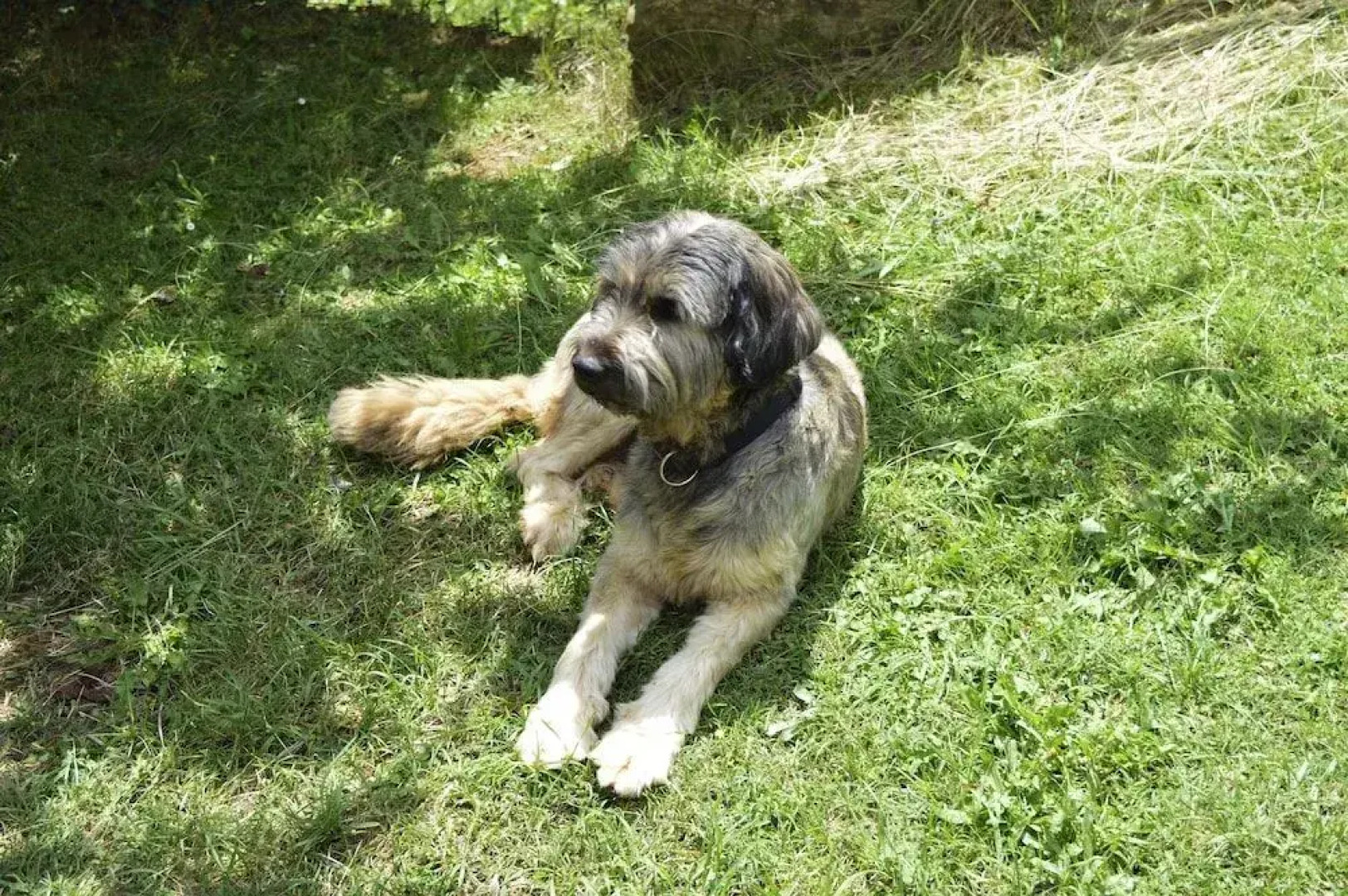 Rectora de Castellar