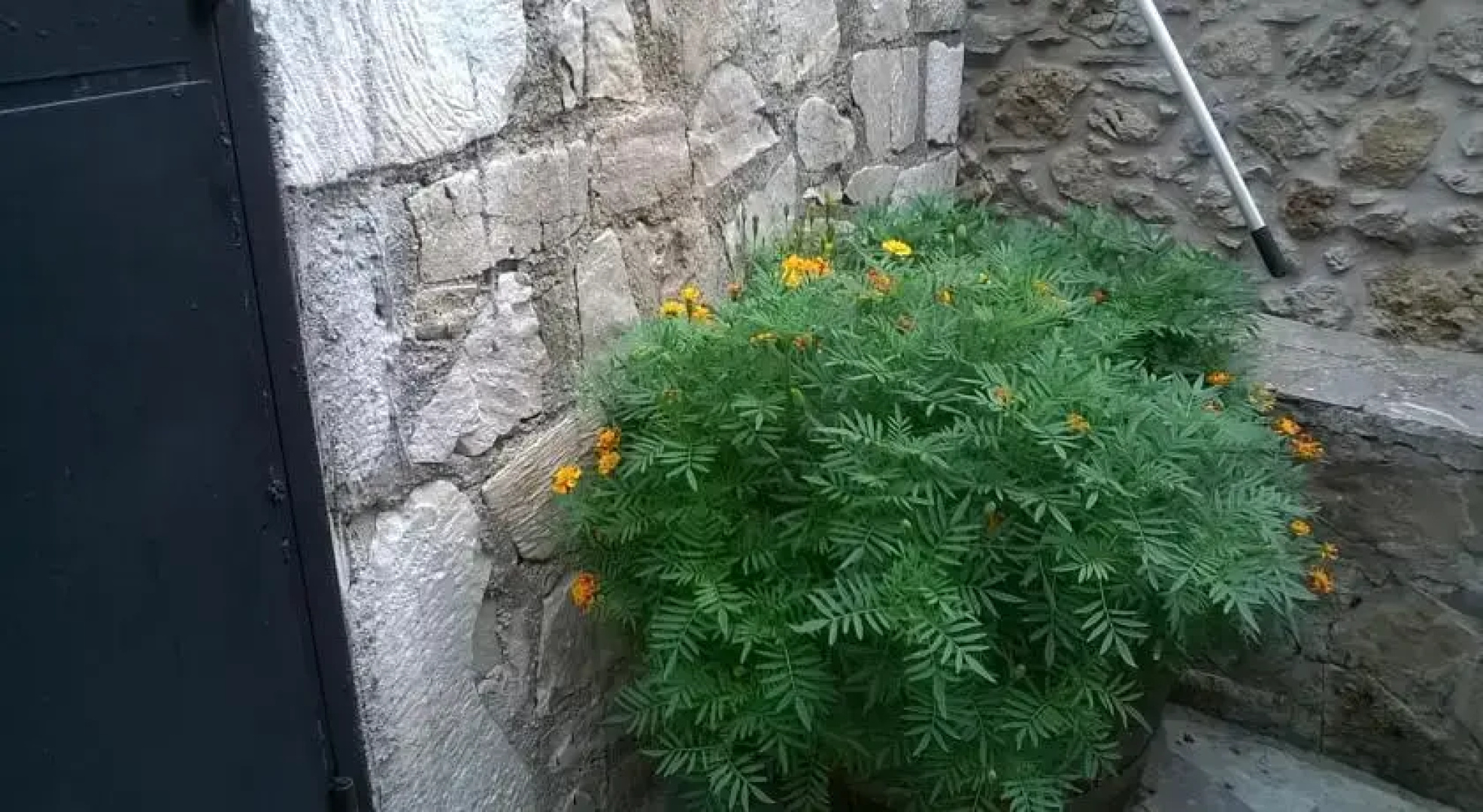 Lamprou