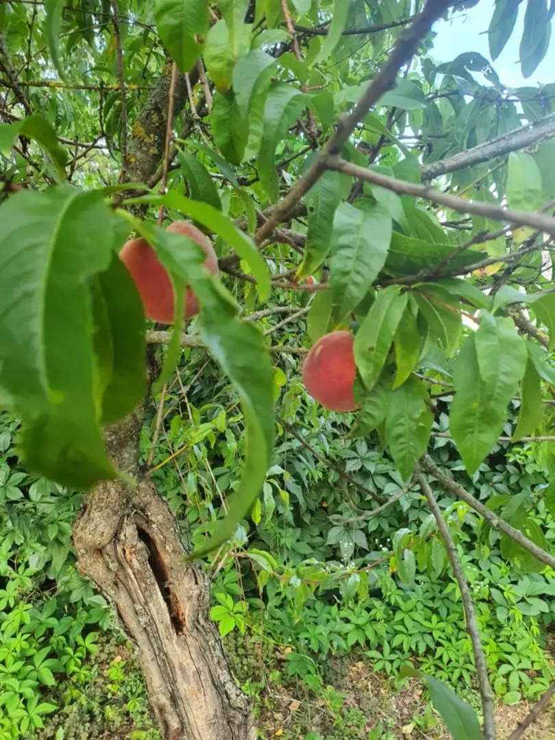 Koppany Pines Rewild Escapes - Hungarian Village Panzio