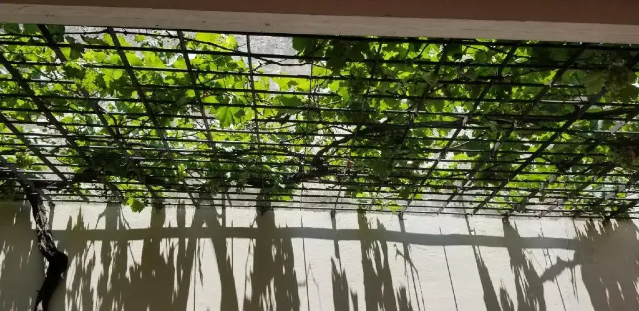 Hostel Hostal Caballito Blanco