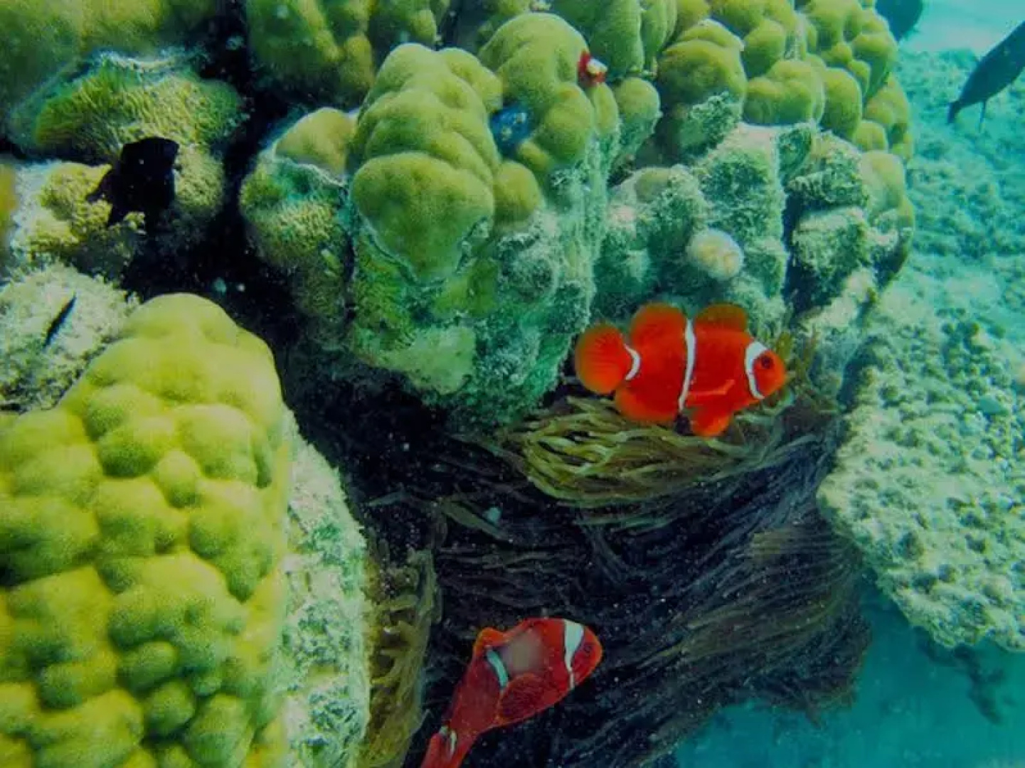Peucang Island Eco Resort