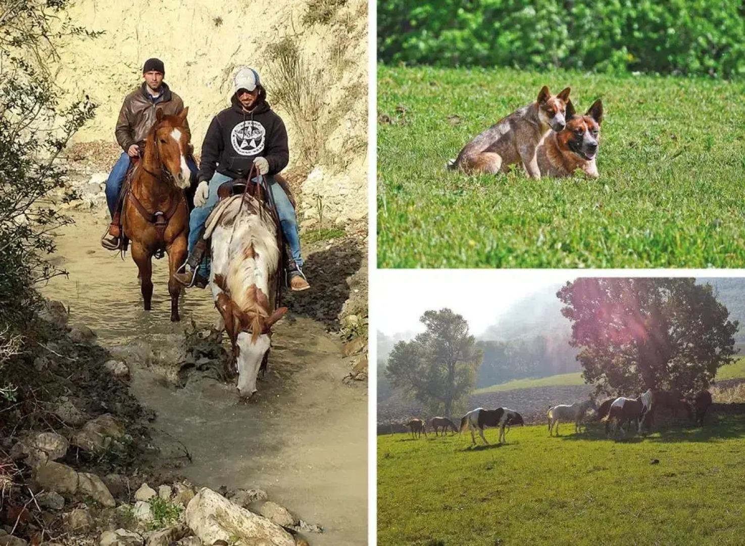 Masseria Straziuso - La Vaccariccia