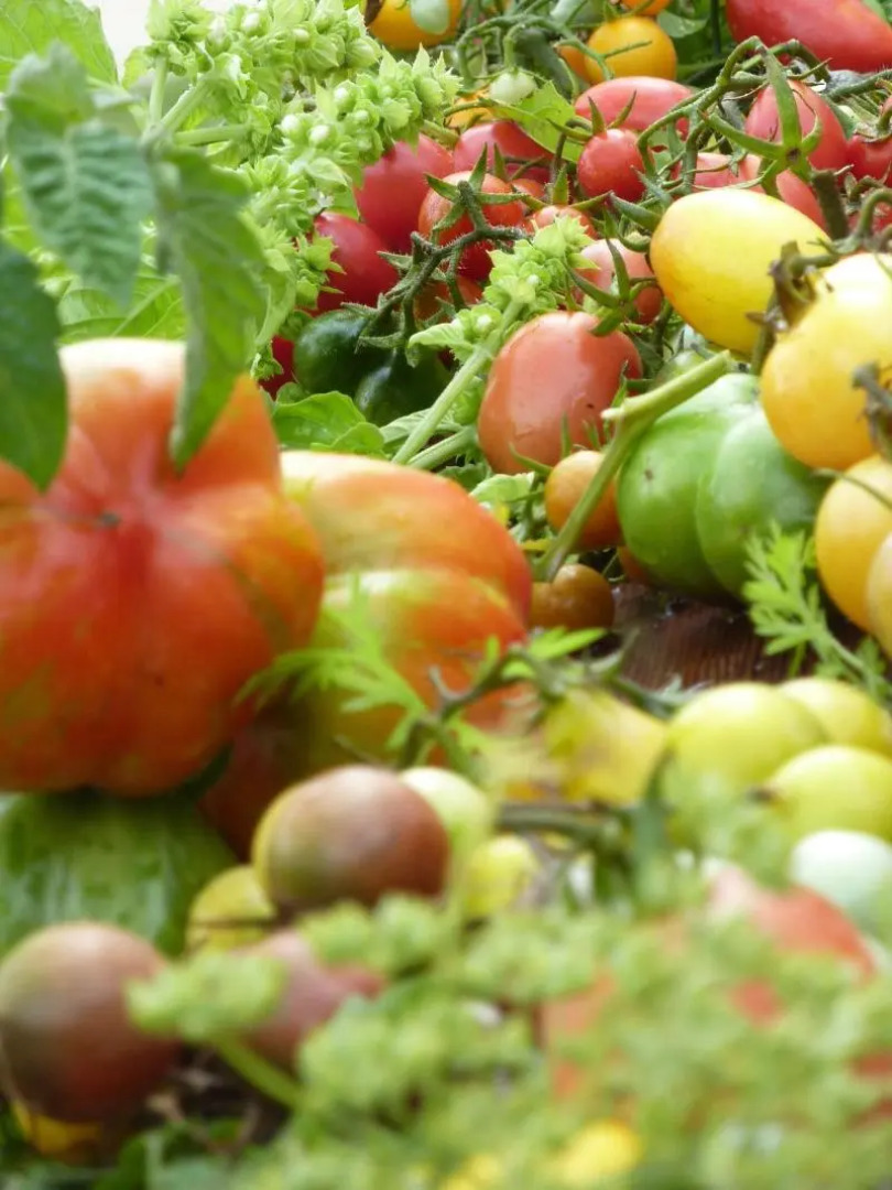 Château de la Bourdaisière