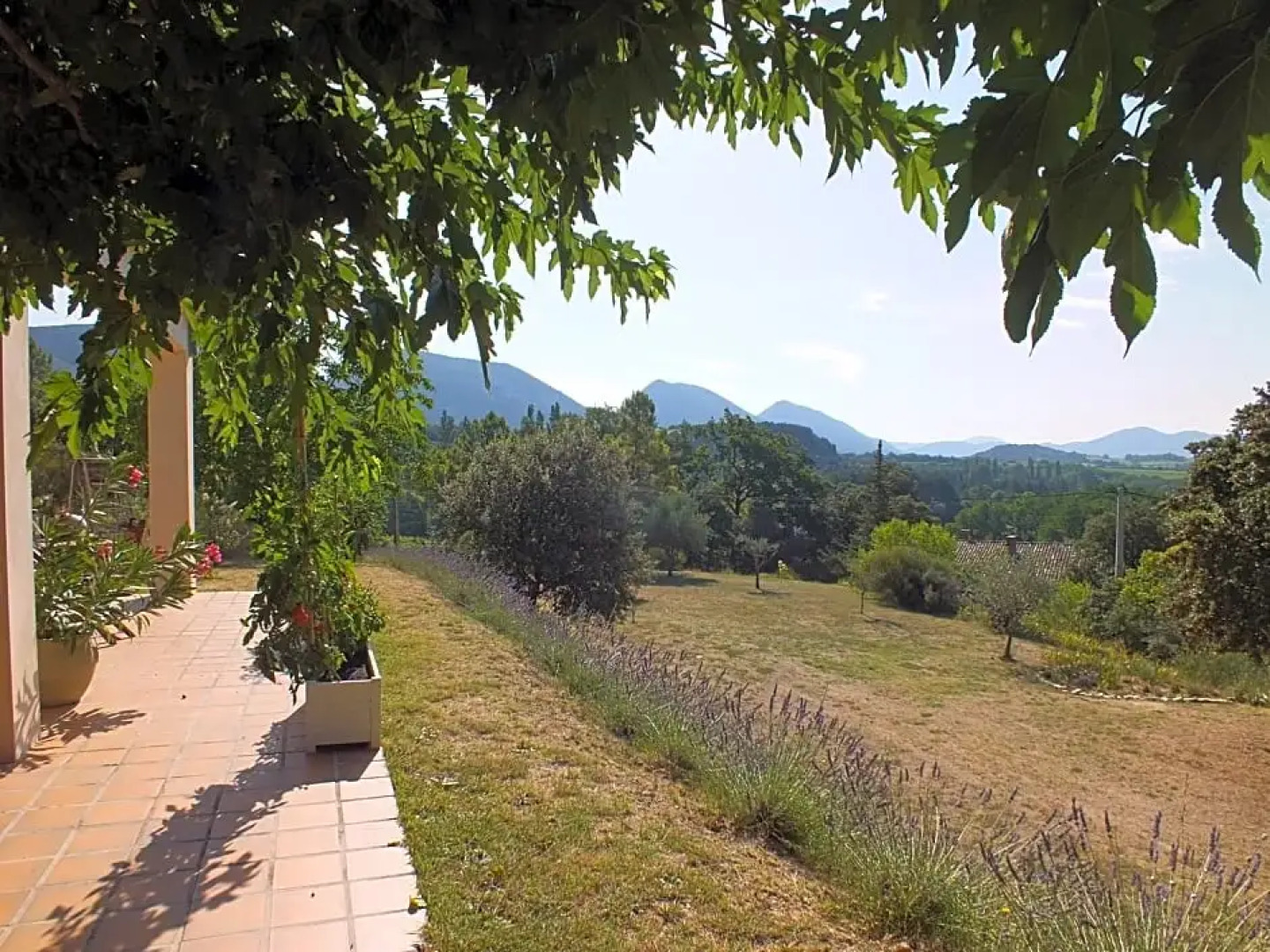 Une Ronce sous le Figuier