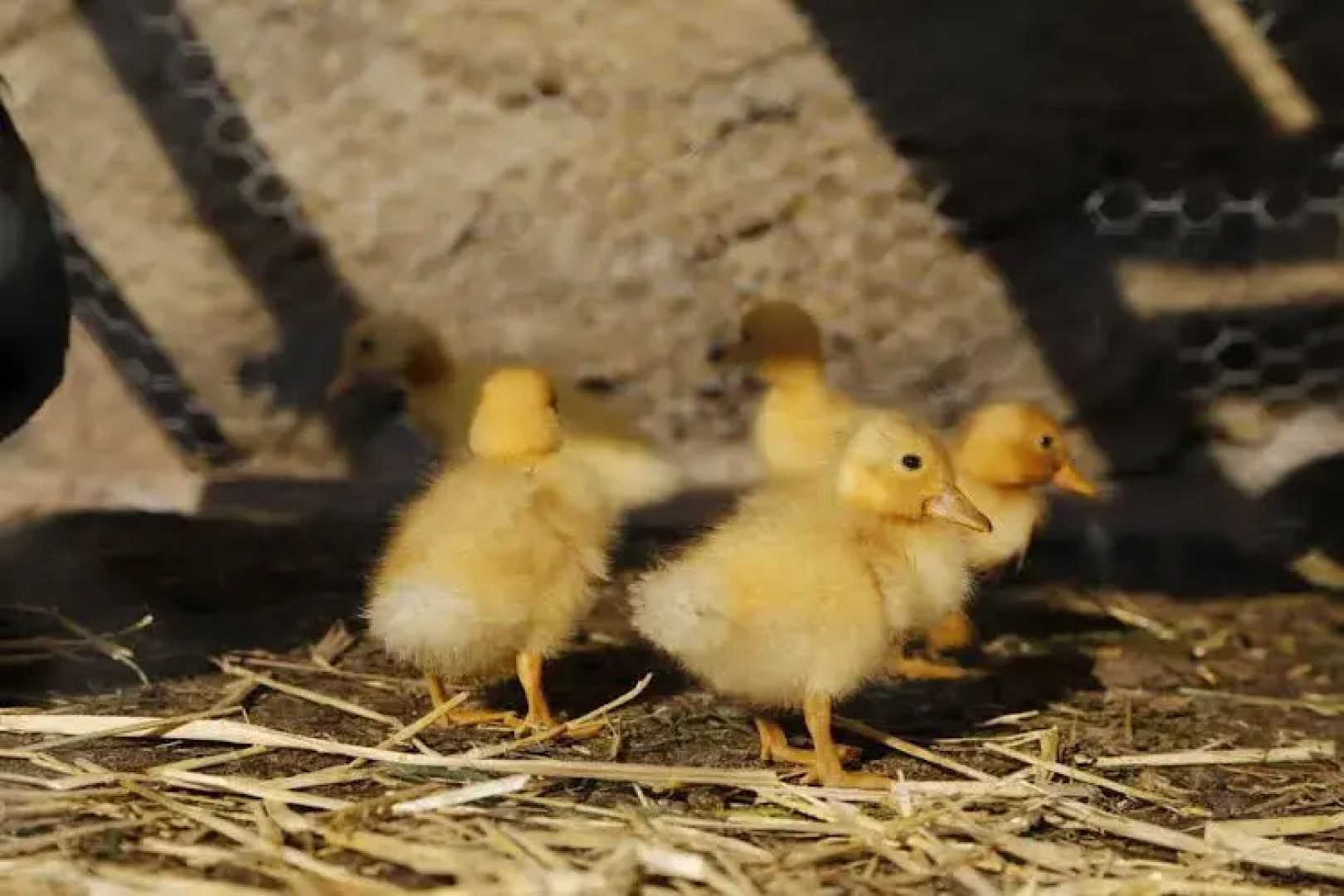 Landhotel Spreitzhofer