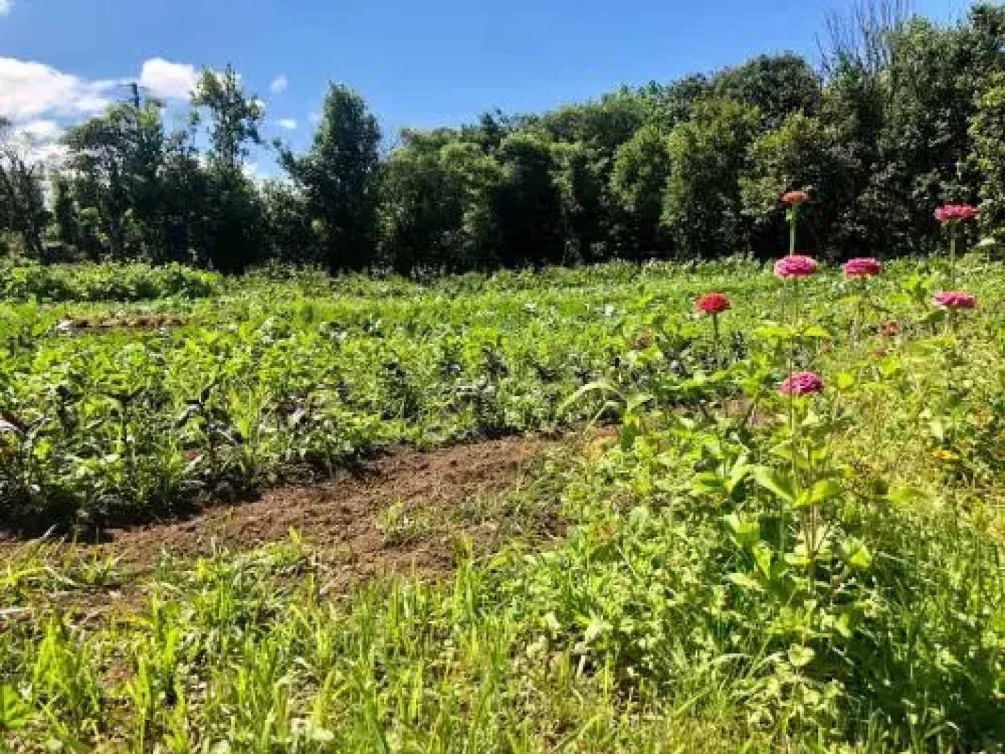 Quinta dos Sabores Farm House