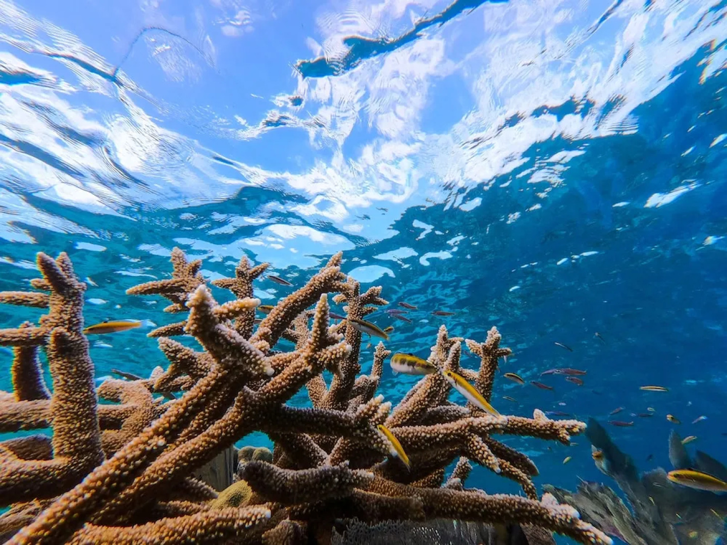 Coral View Beach Resort