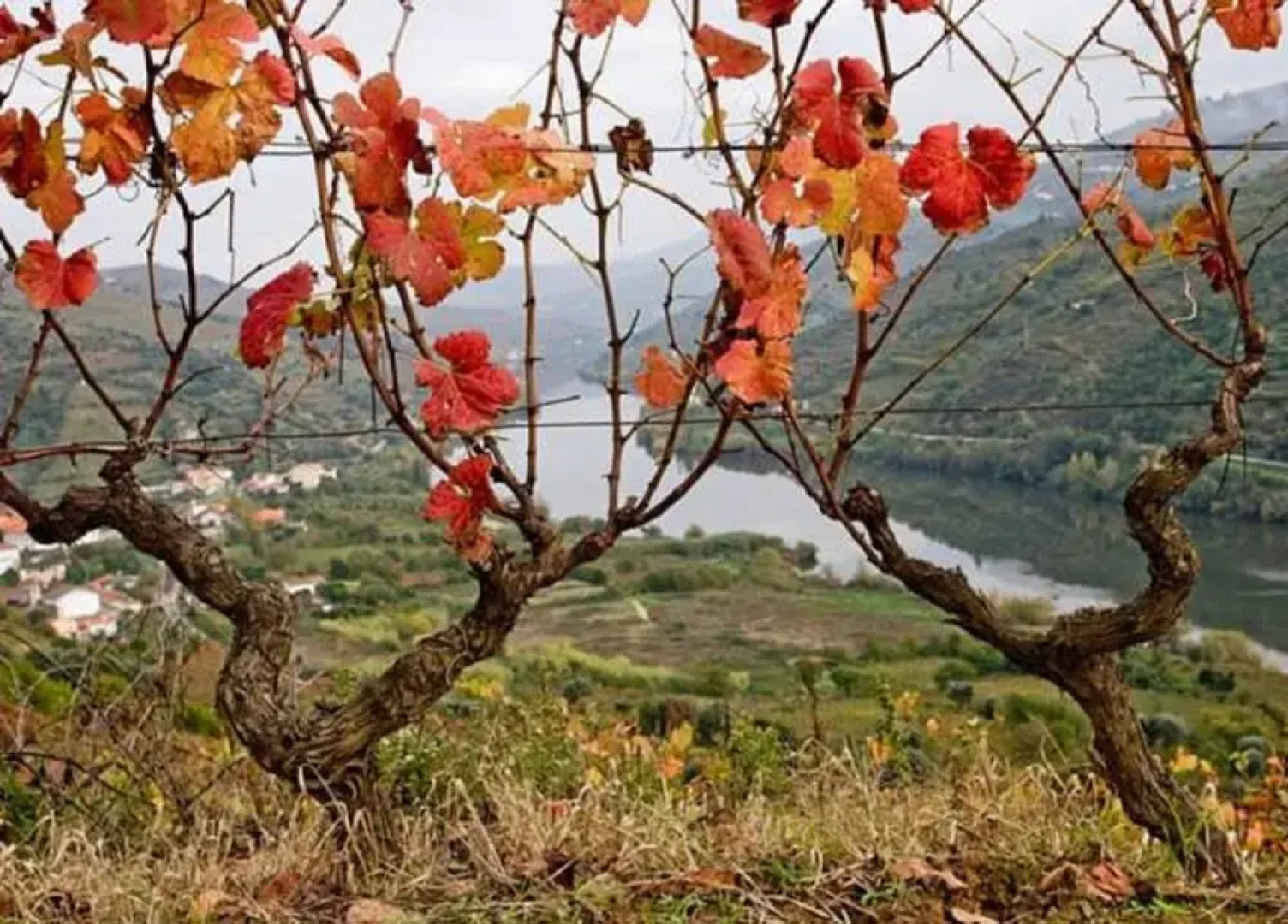Sobreiros's Villa in Douro Valley