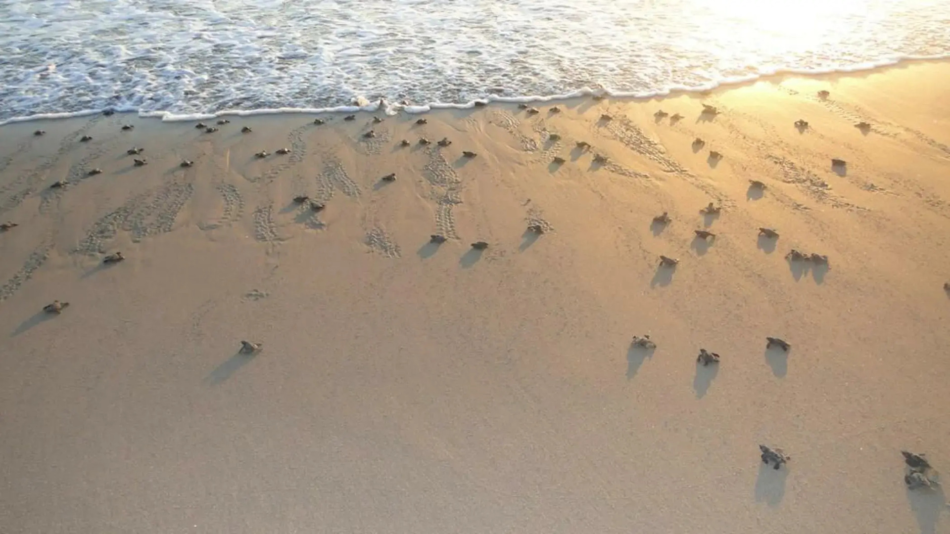 Las Villas Hotel & Golf by Estrella del Mar