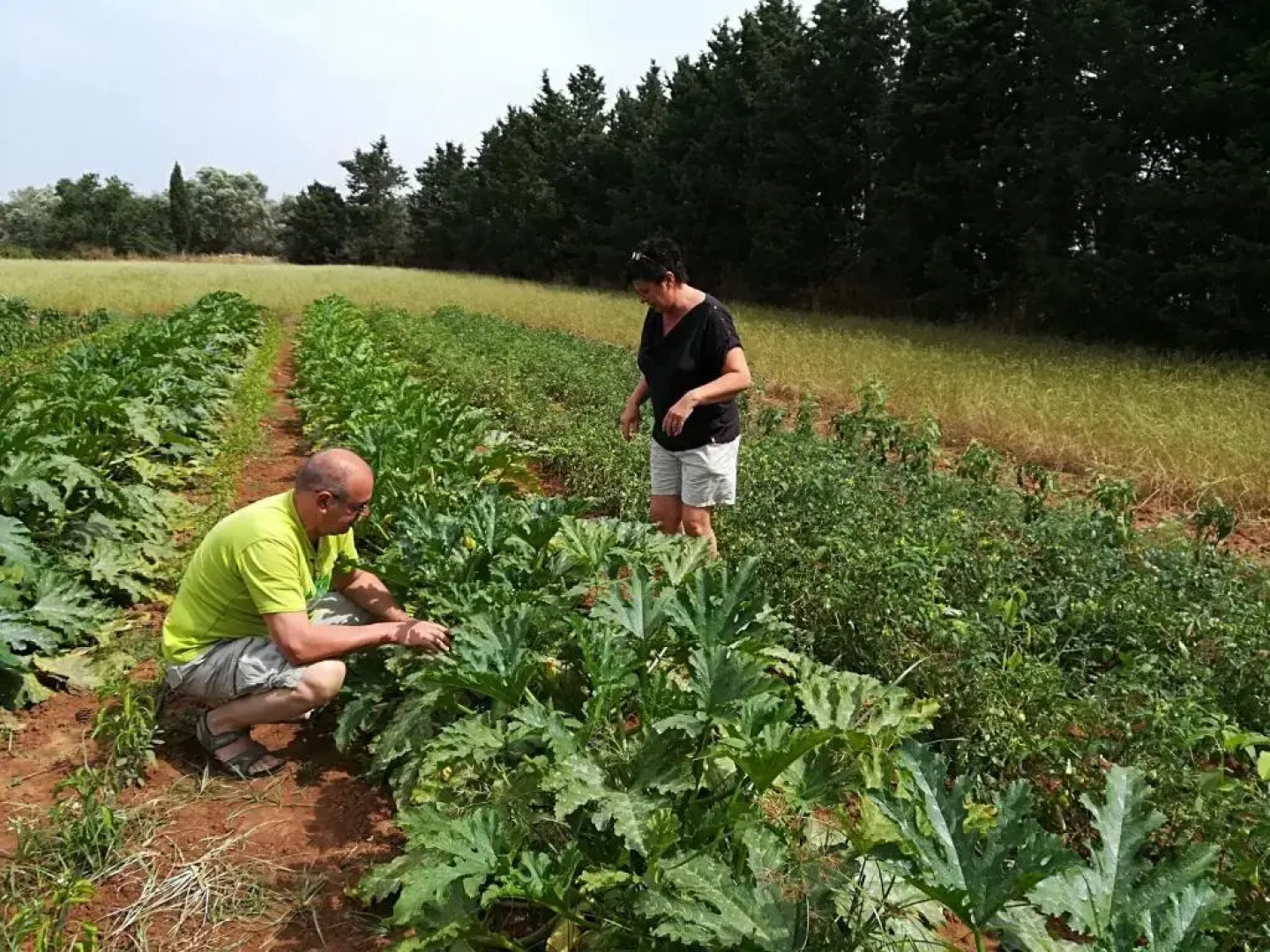 Masseria Fracchicchi