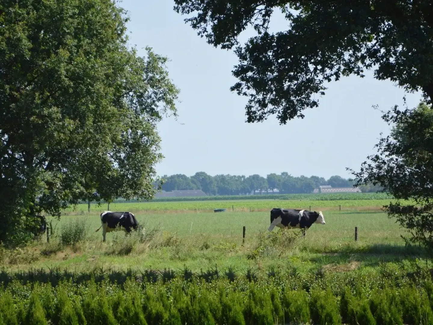 Beautiful Farmhouse in Baarschot near Forest