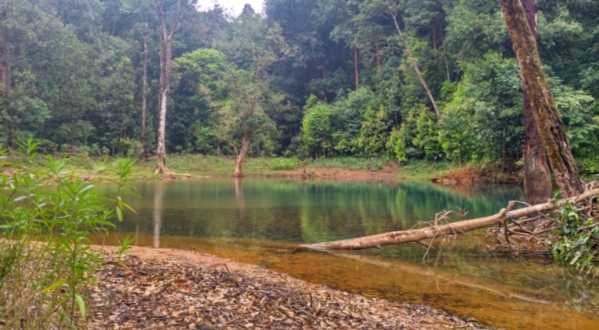 Bhagawathi Nature Camp by Jungle Lodges