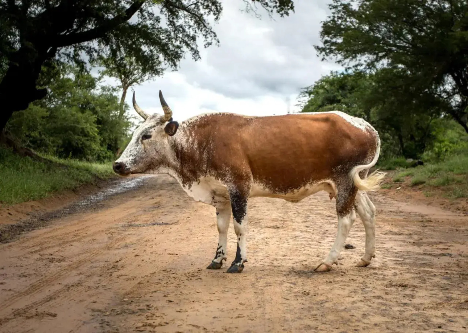 Royal Thonga Safari Lodge