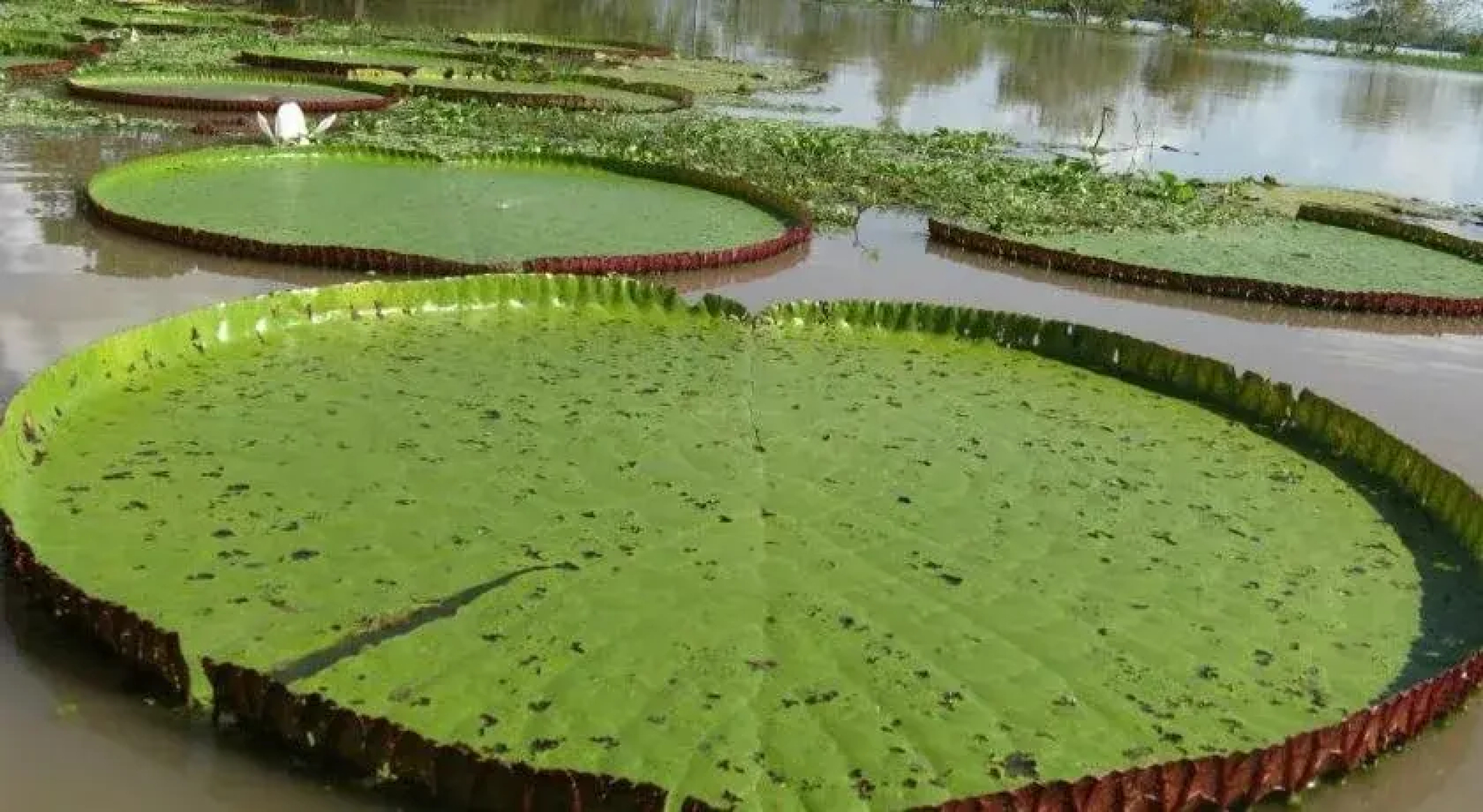 Cabaña Flotante Kurupira