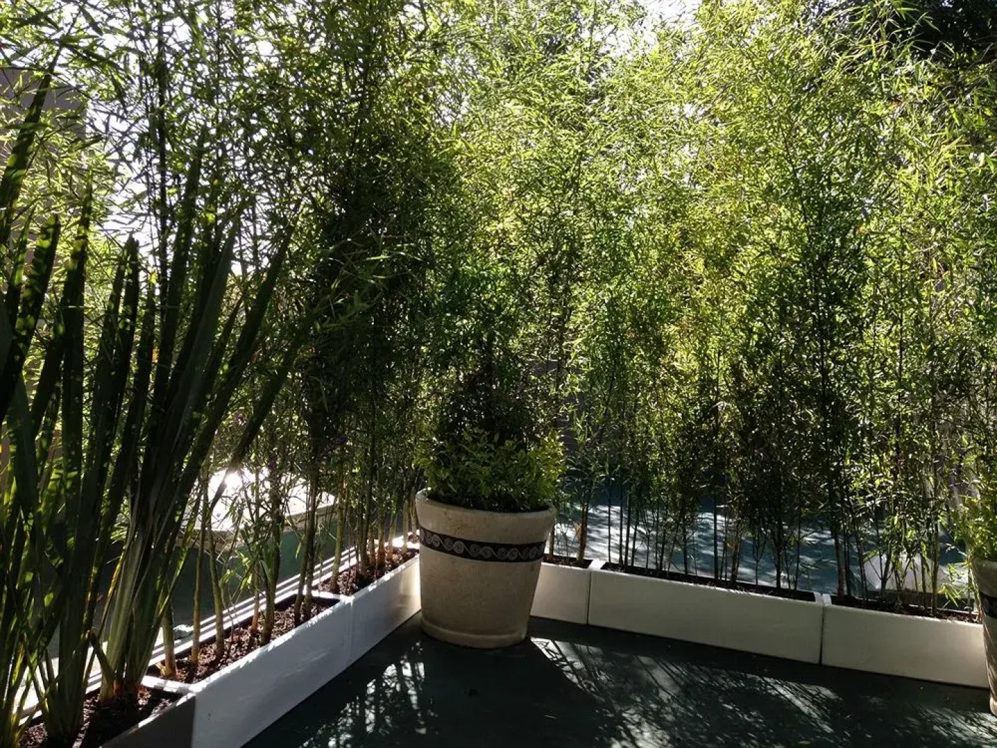 Pug Seal B&B Coyoacan