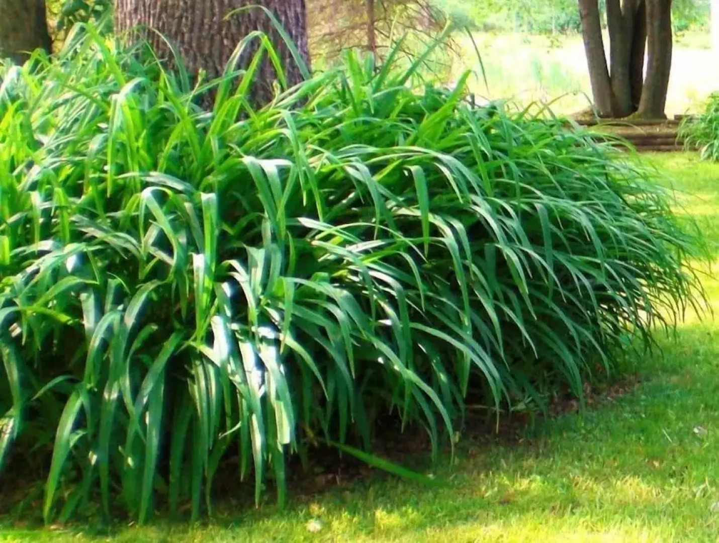 Windswept on the Trent