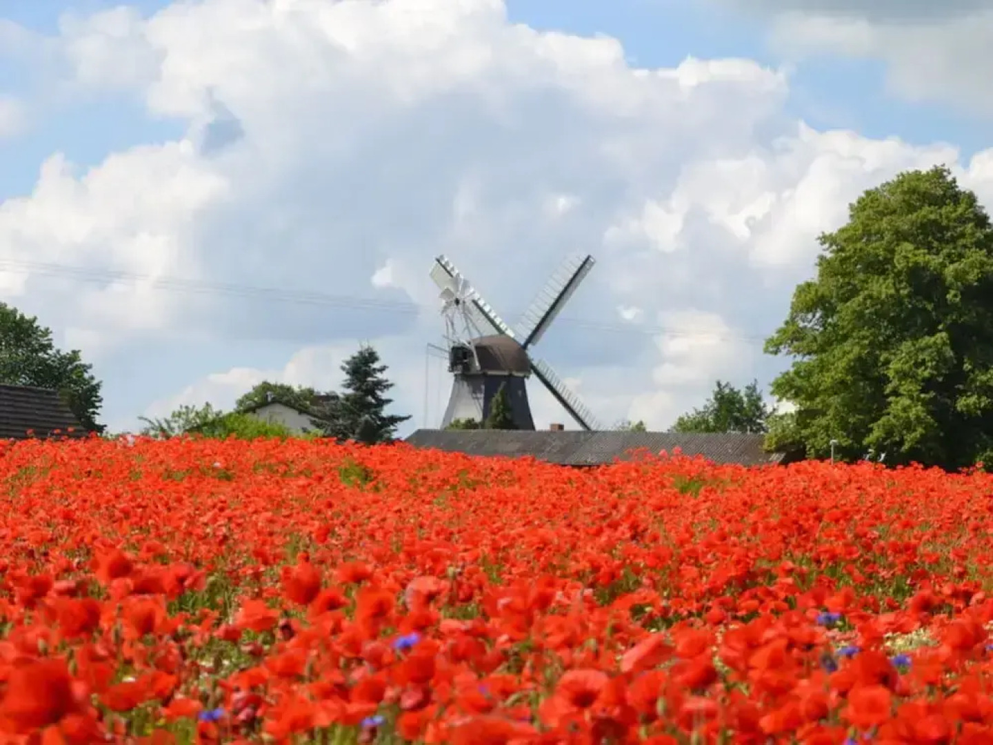 Deichtraum Modern Retreat