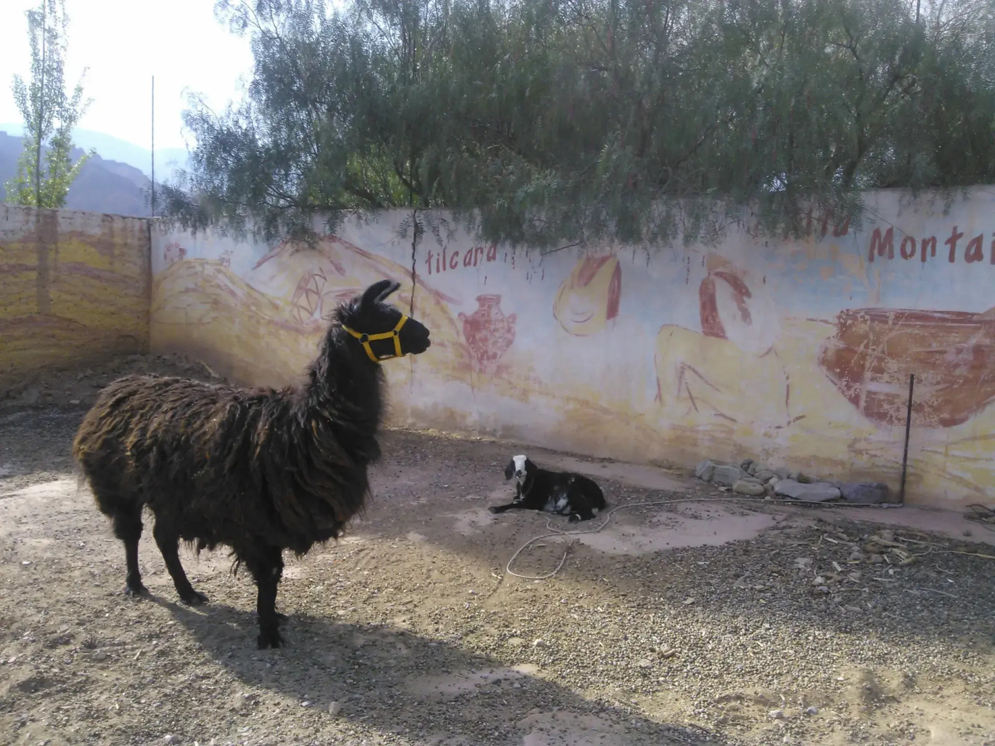 Alta Montaña Hostel