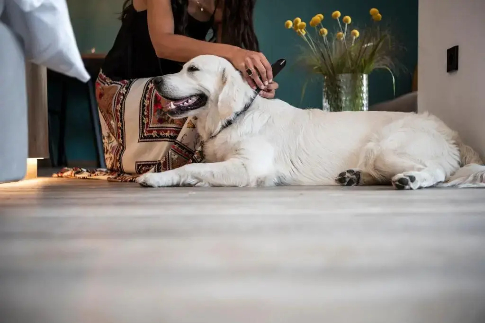Sambucus Apartments -Premium Apartments for You and Your Dog
