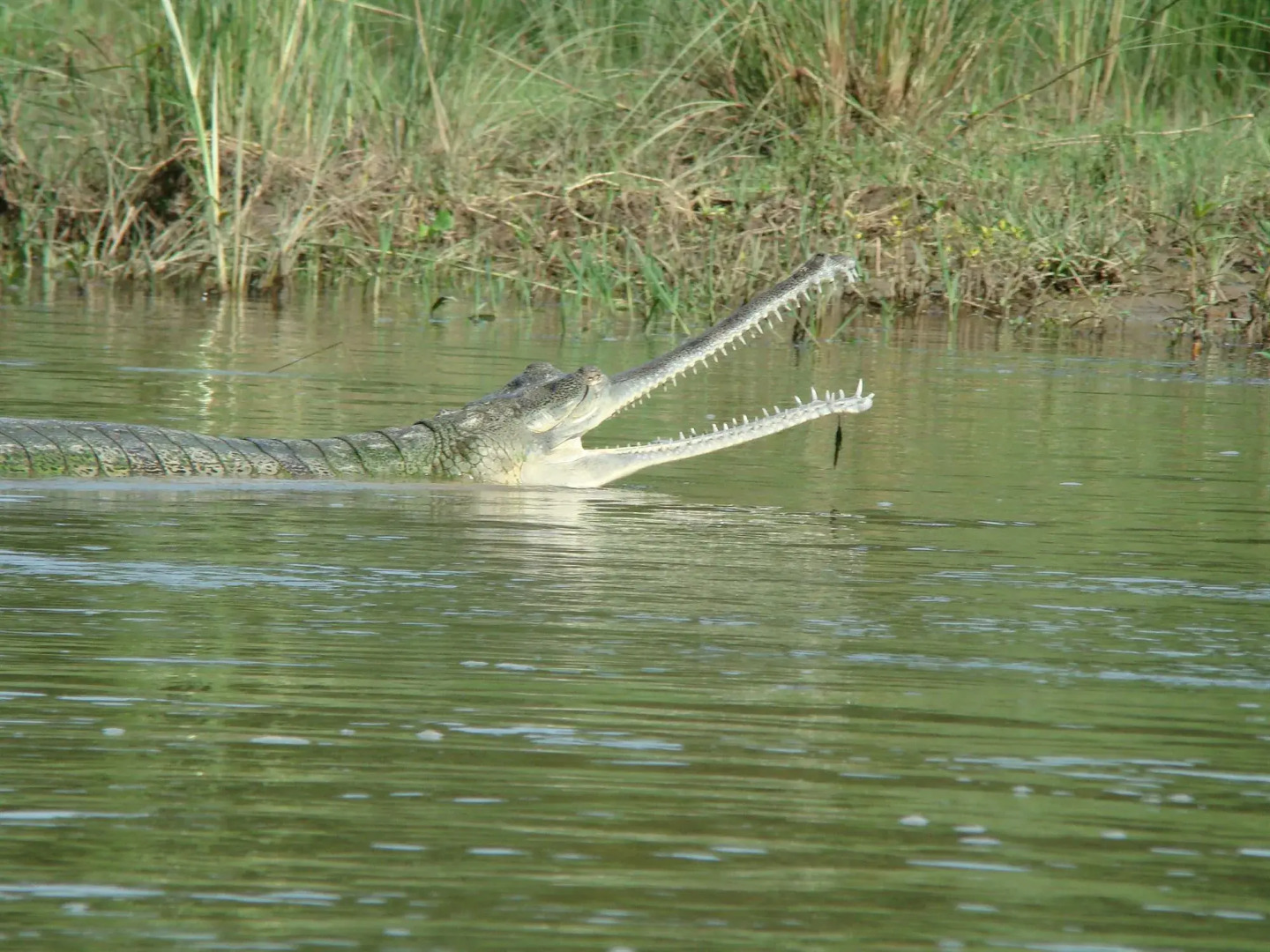 Jungle Wildlife Camp