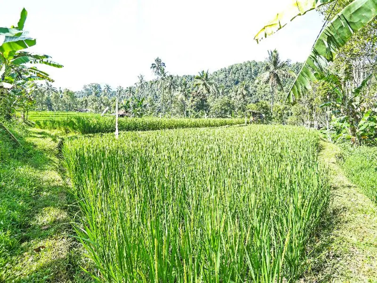 Oyo Homes 91094 Desa Wisata Banyuatis