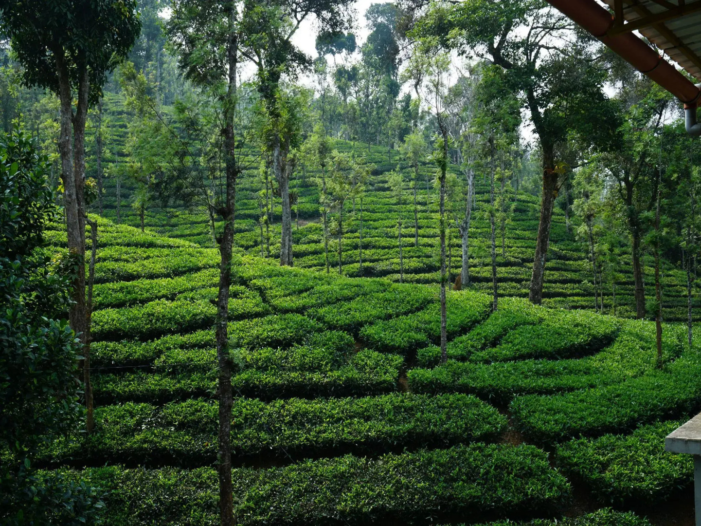 OYO 5024 Mist Heaven Hill Resort