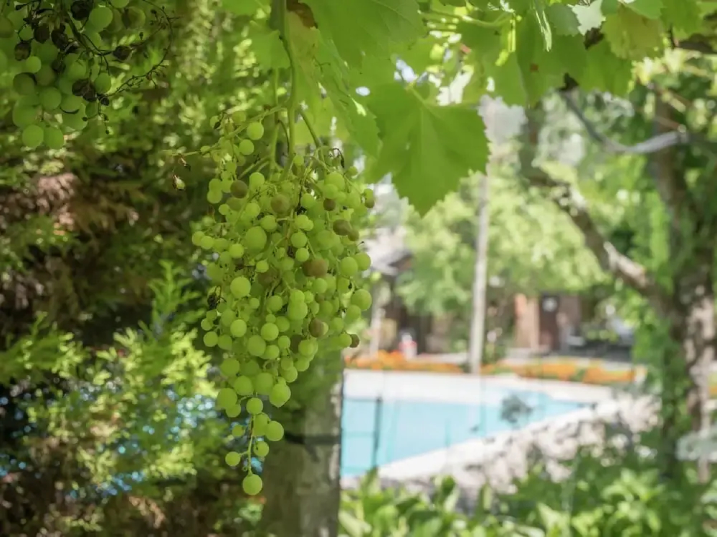 Holiday Home for two in Idyllic Garden With Saltwater Swimming Pool