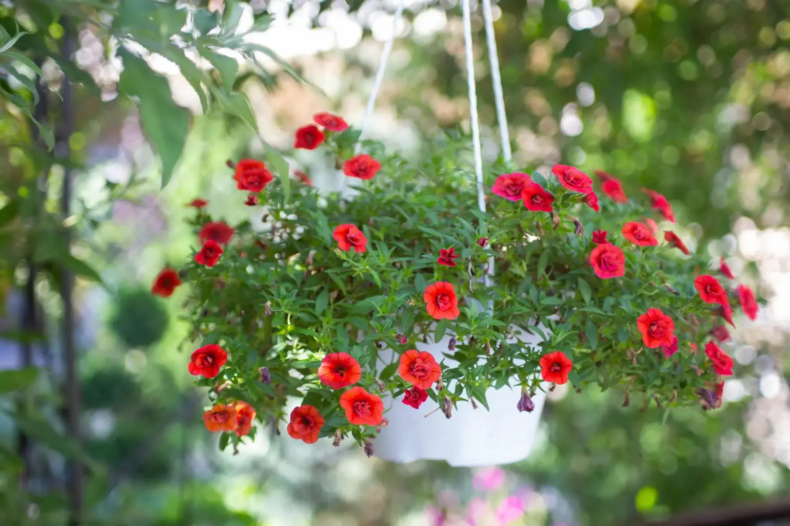 Большая Медведица