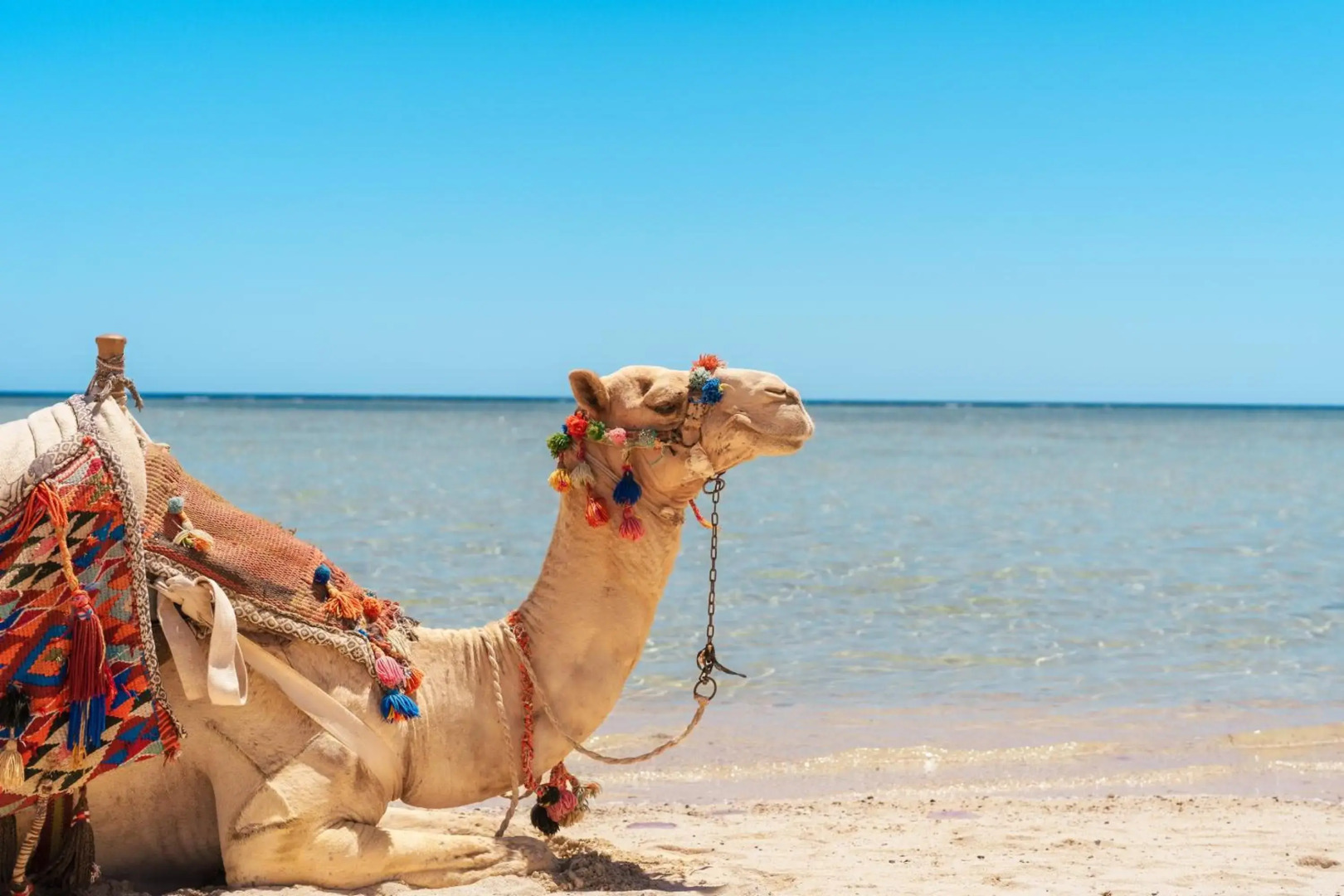 Protels Crystal Beach Resort