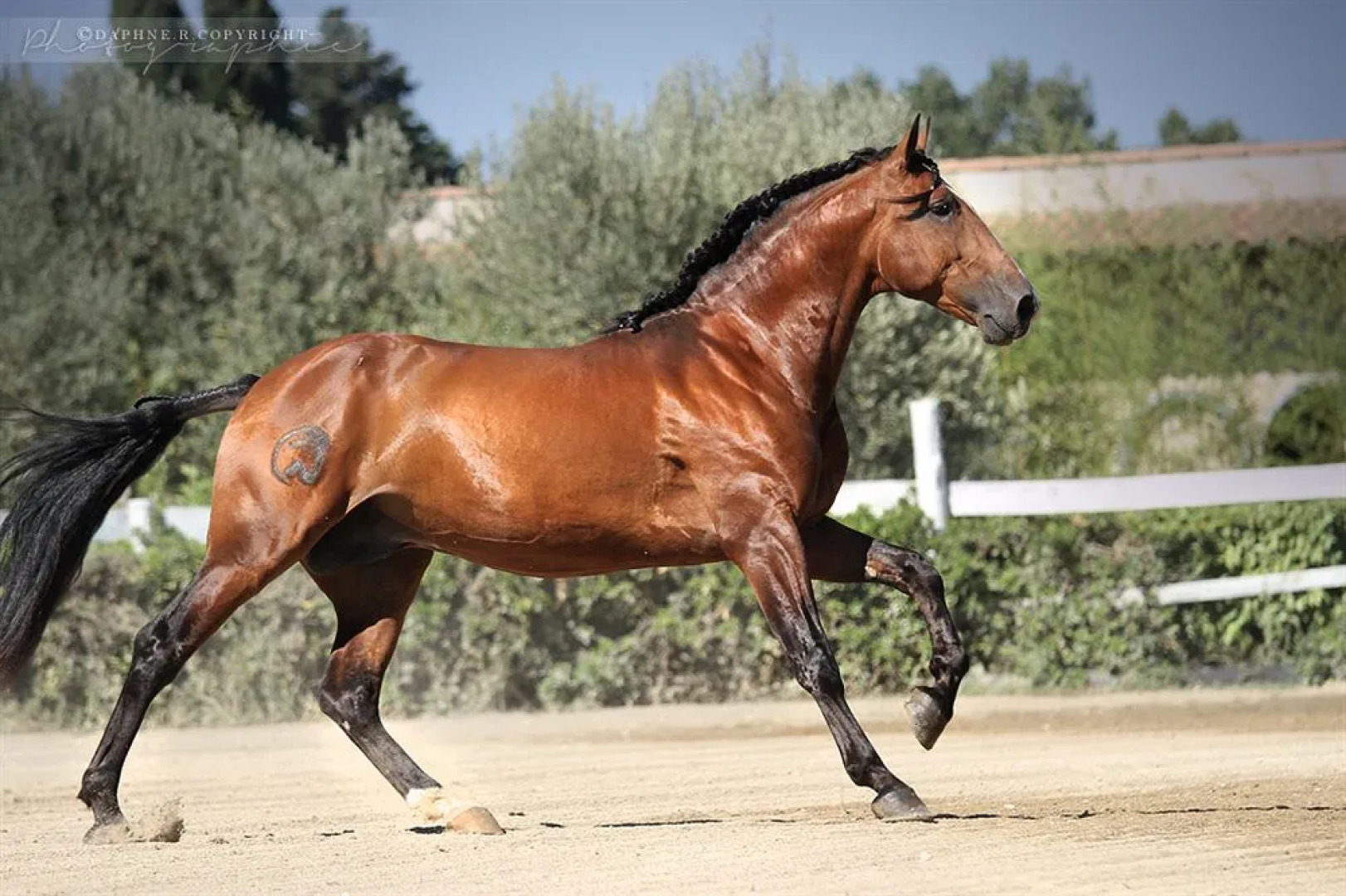 San Marco Montpellier Polo