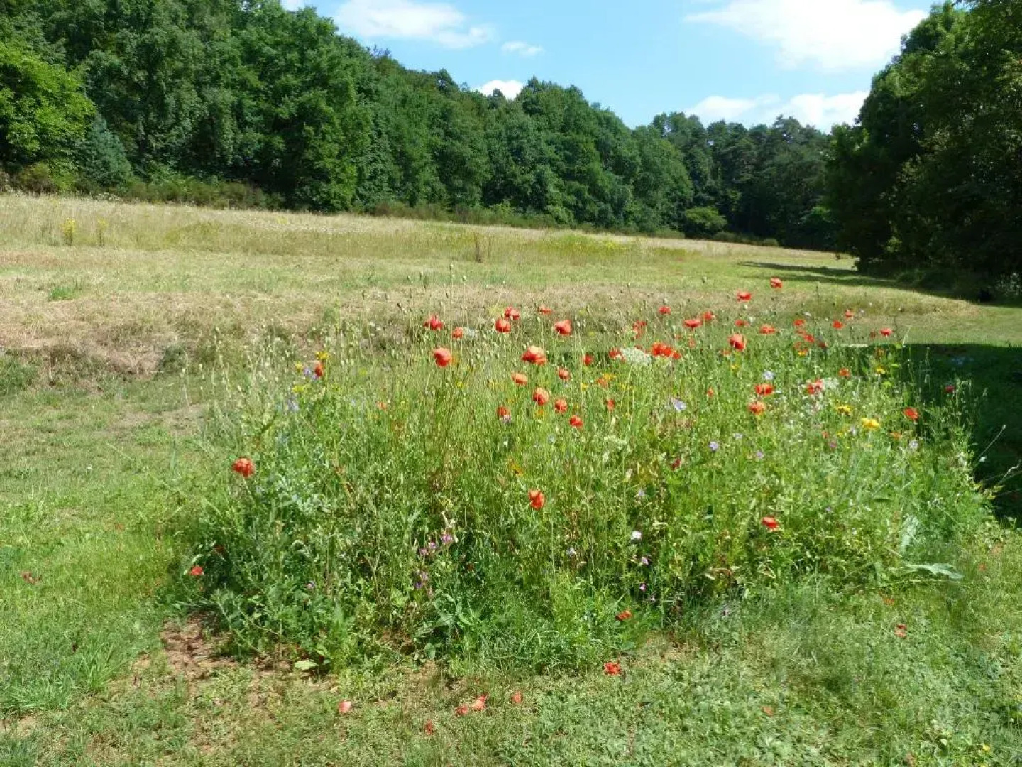 Ferienwohnungen Reichholdsmühle
