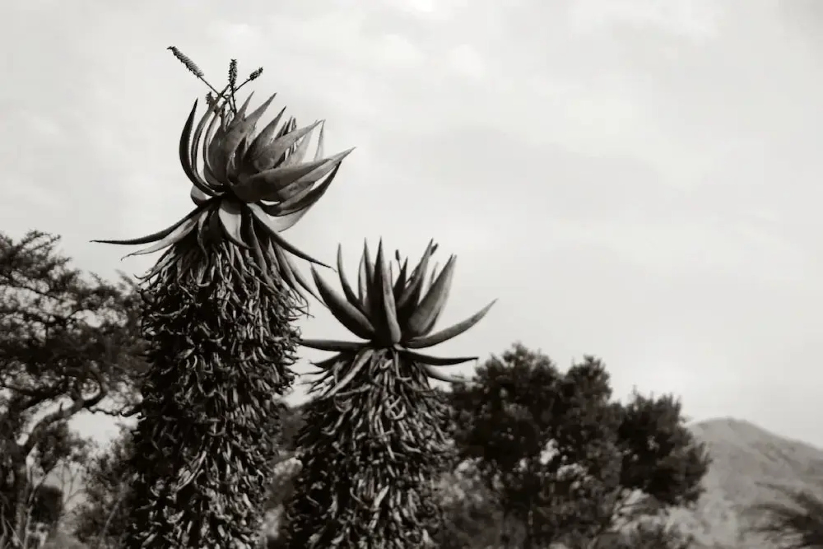 Twin Thorns Guesthouse