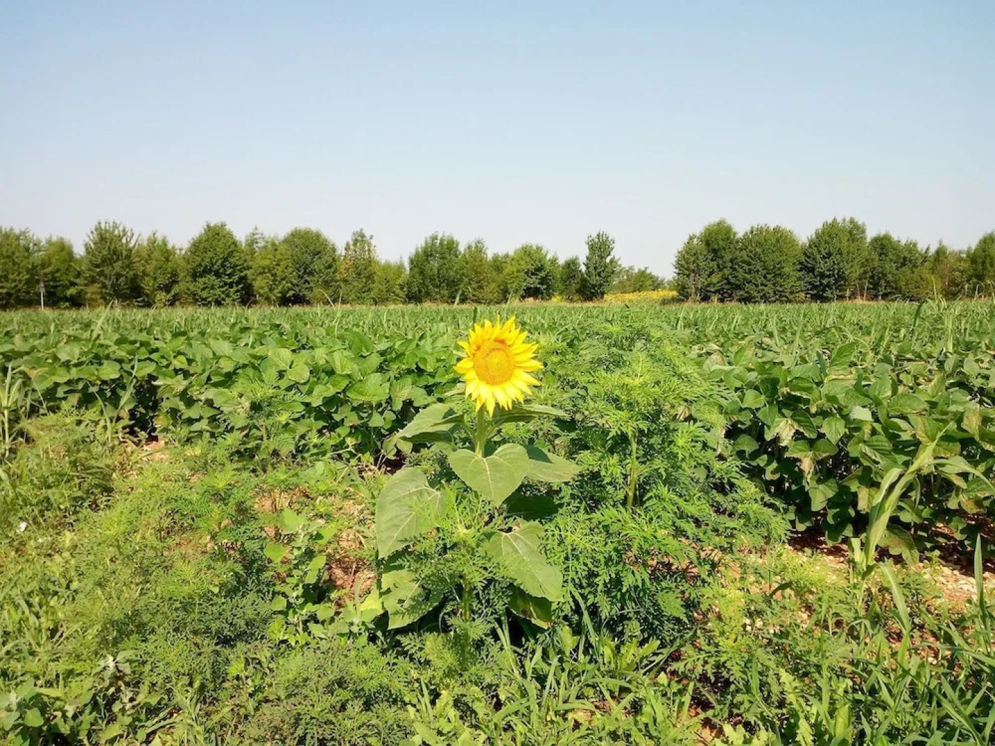 Agriturismo Al Benandant