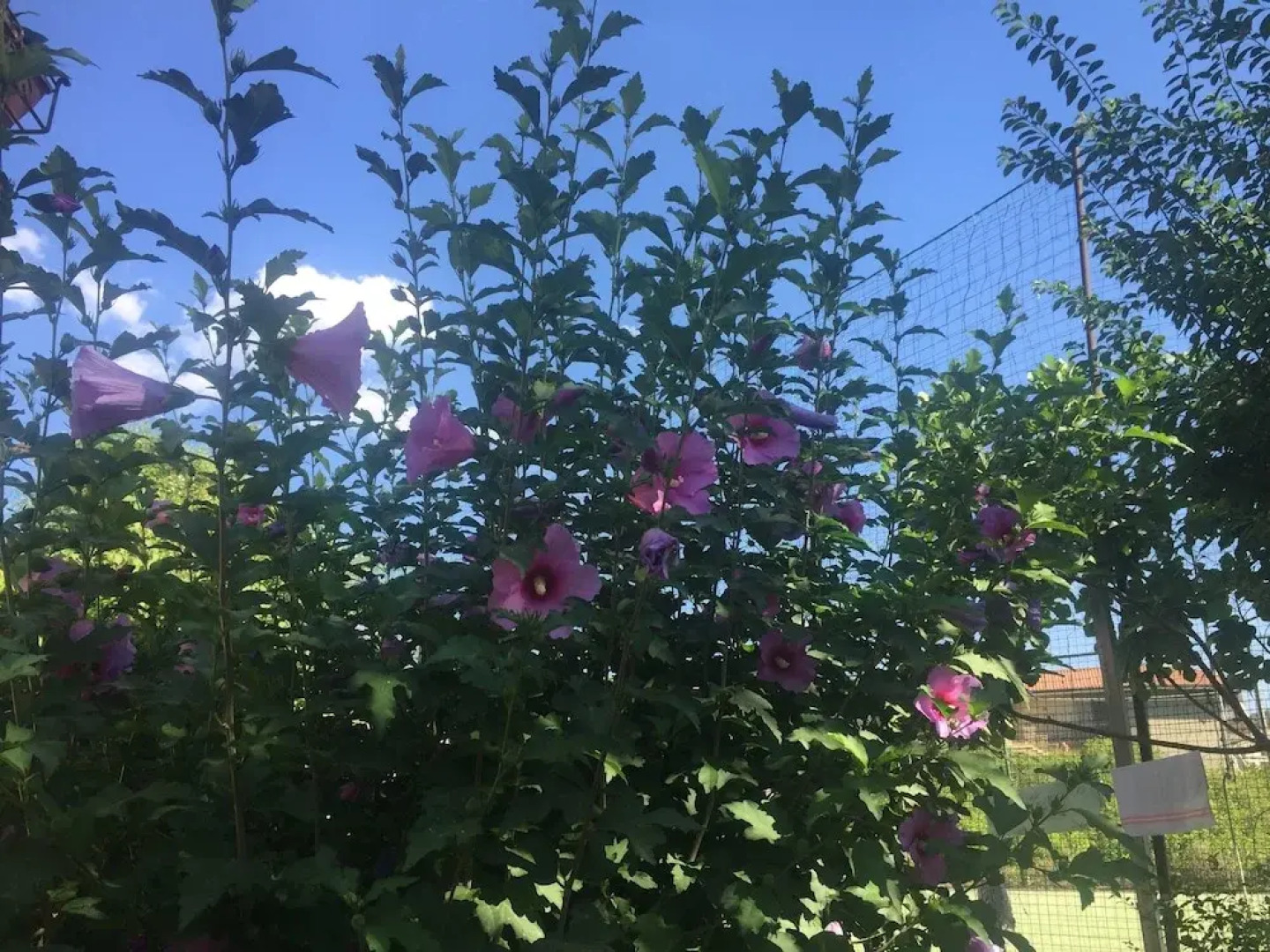 Deluxe Nuccio's House